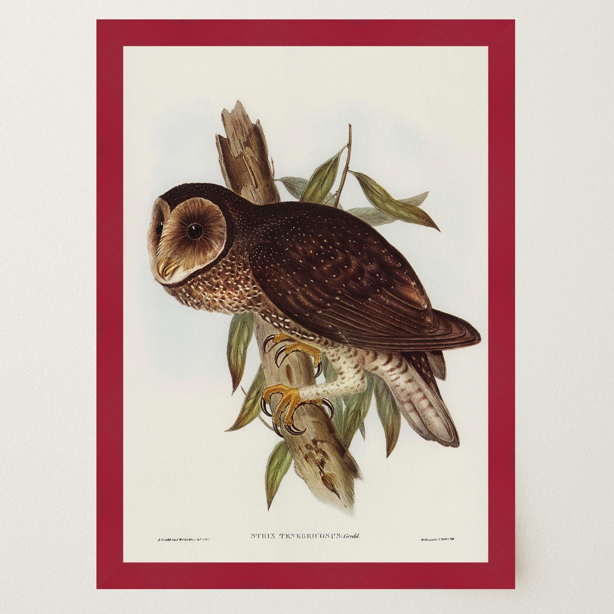 Vintage Owl Illustration Wall Art Print-Skudaboo