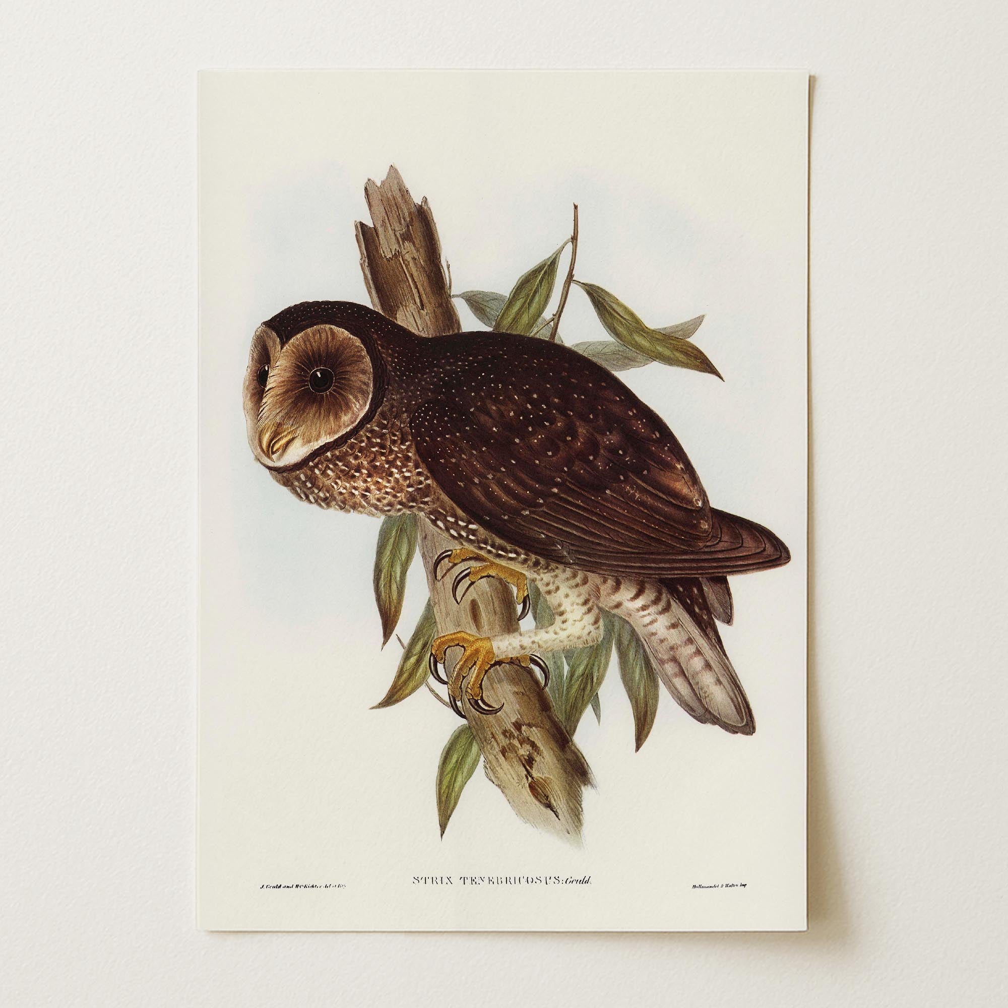 Vintage Owl Illustration Wall Art Print-Skudaboo