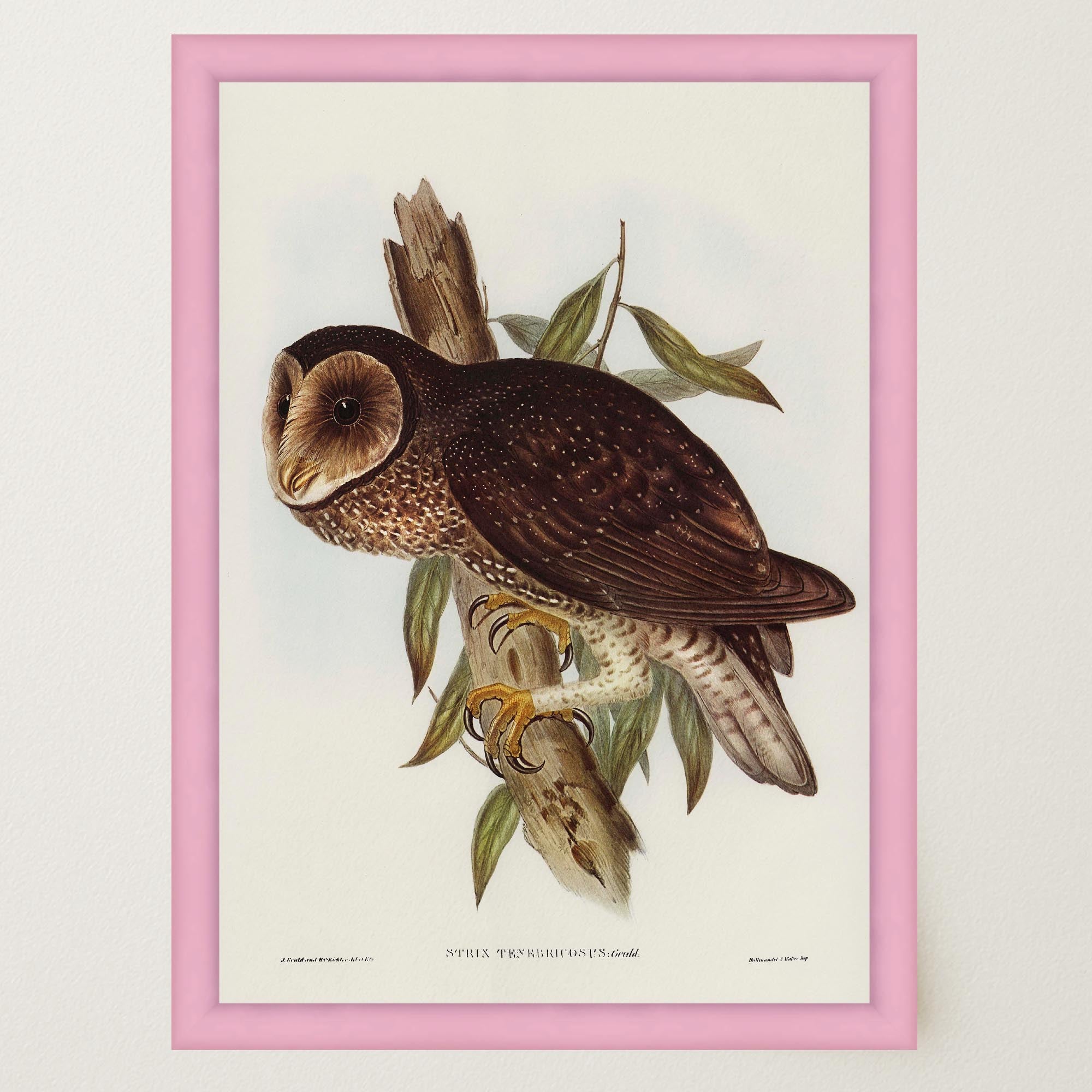 Vintage Owl Illustration Wall Art Print-Skudaboo