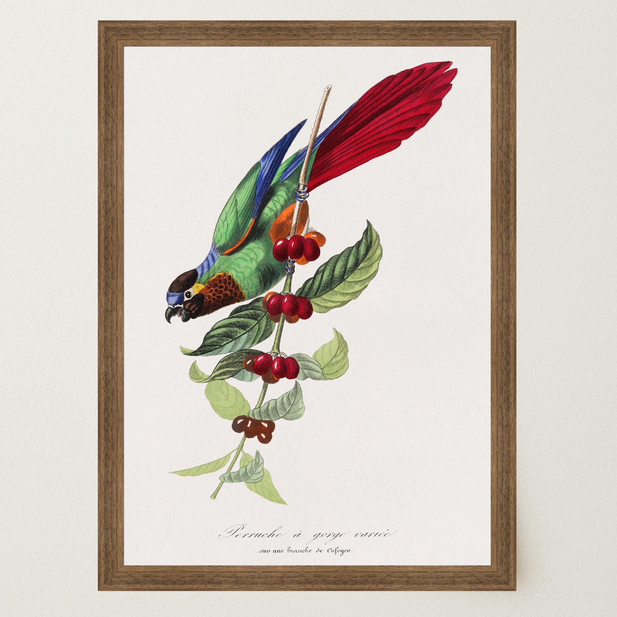 Parakeet Bird Vintage Wall Art Print-Skudaboo