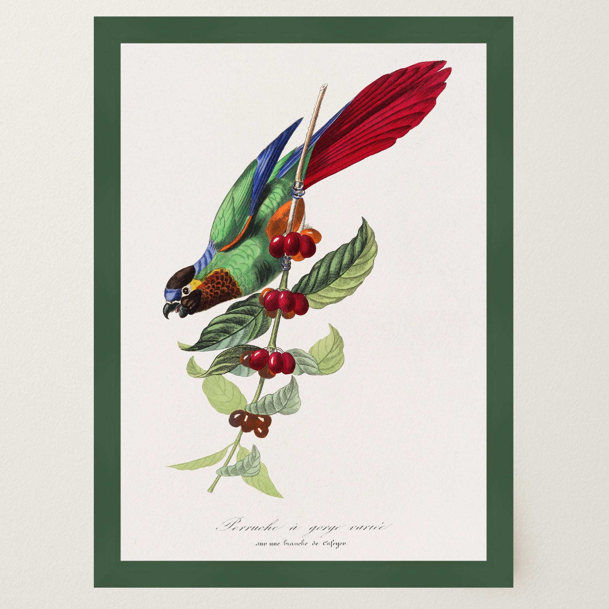 Parakeet Bird Vintage Wall Art Print-Skudaboo