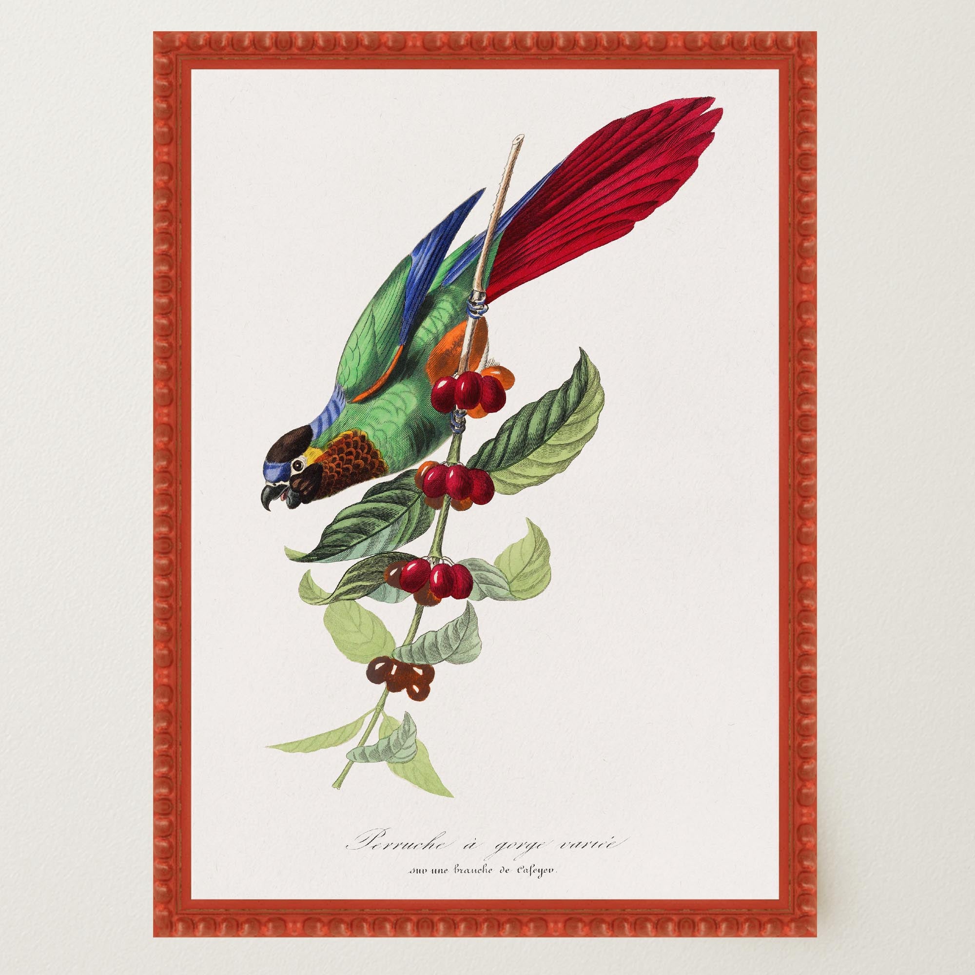 Parakeet Bird Vintage Wall Art Print-Skudaboo