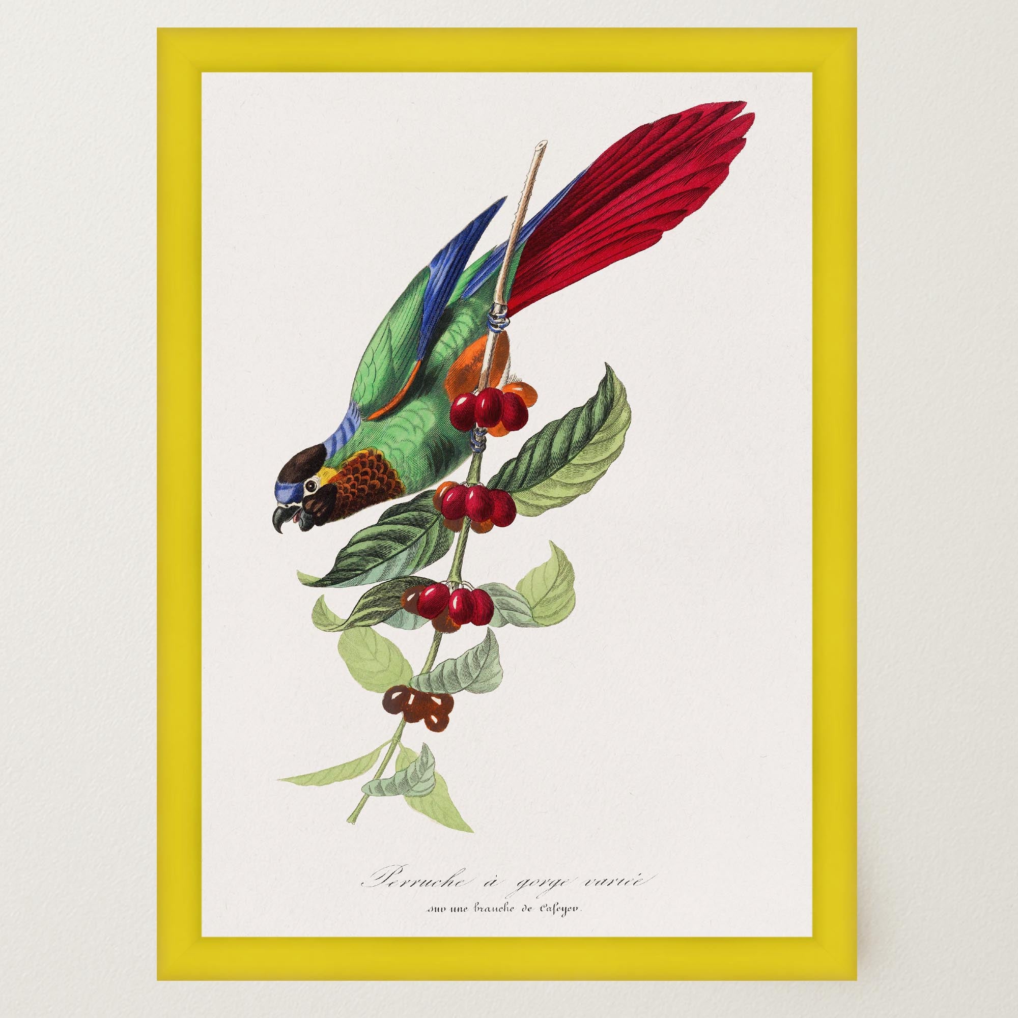Parakeet Bird Vintage Wall Art Print-Skudaboo