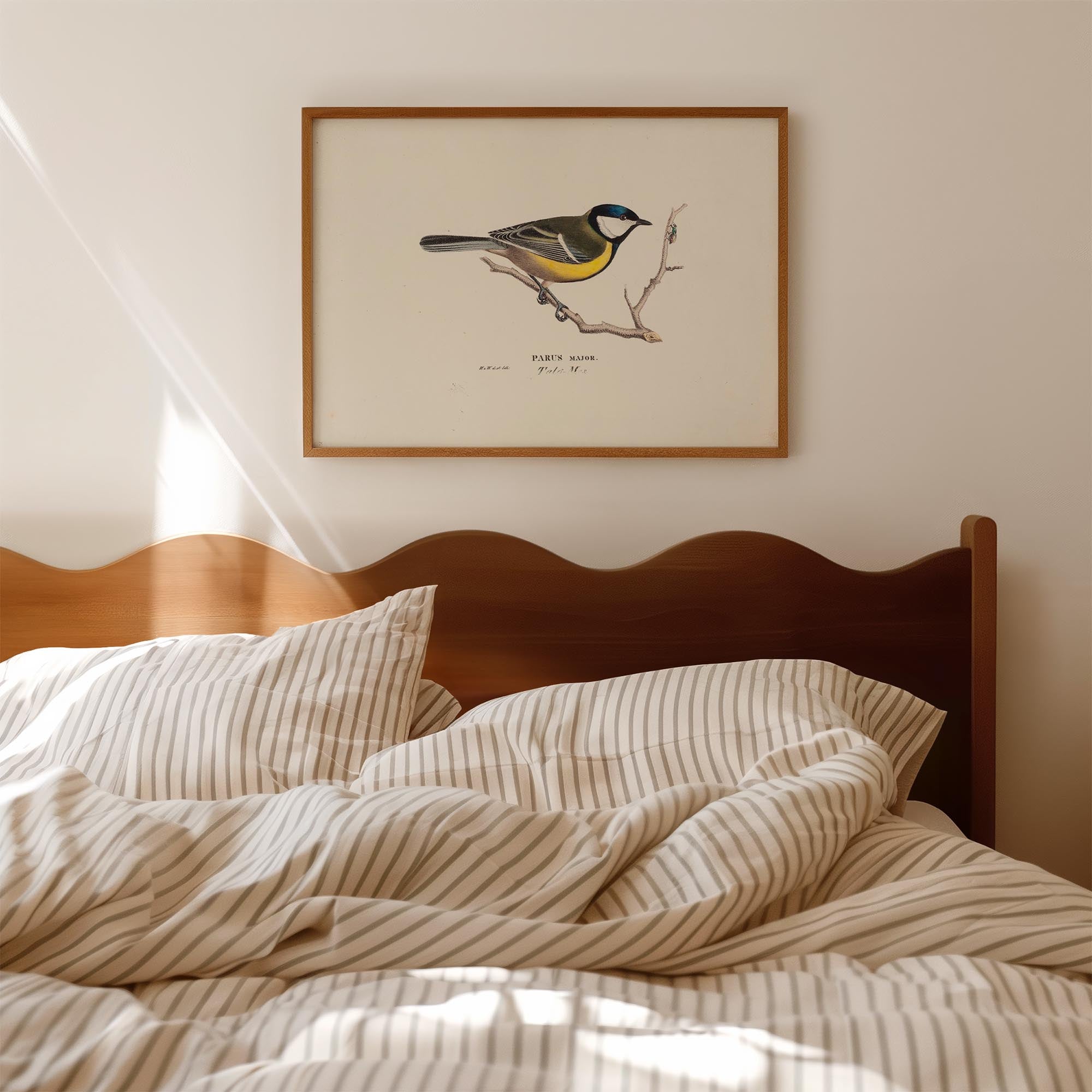 Great Tit Vintage Bird Illustration Wall Art Print-Skudaboo
