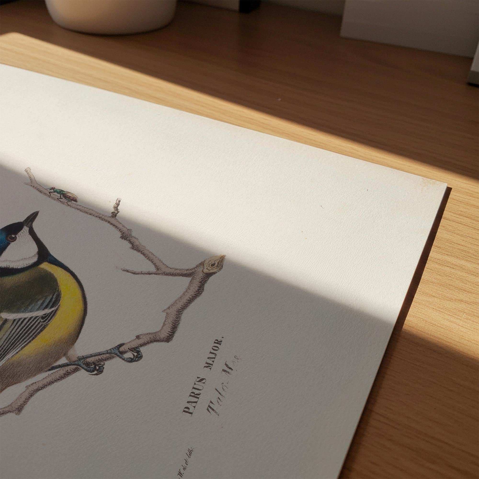 Great Tit Vintage Bird Illustration Wall Art Print-Skudaboo