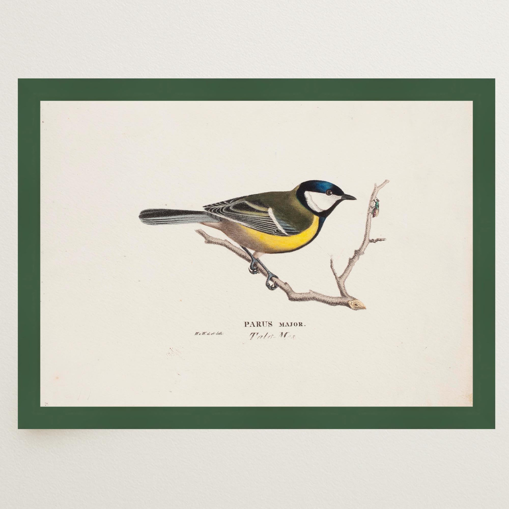 Great Tit Vintage Bird Illustration Wall Art Print-Skudaboo