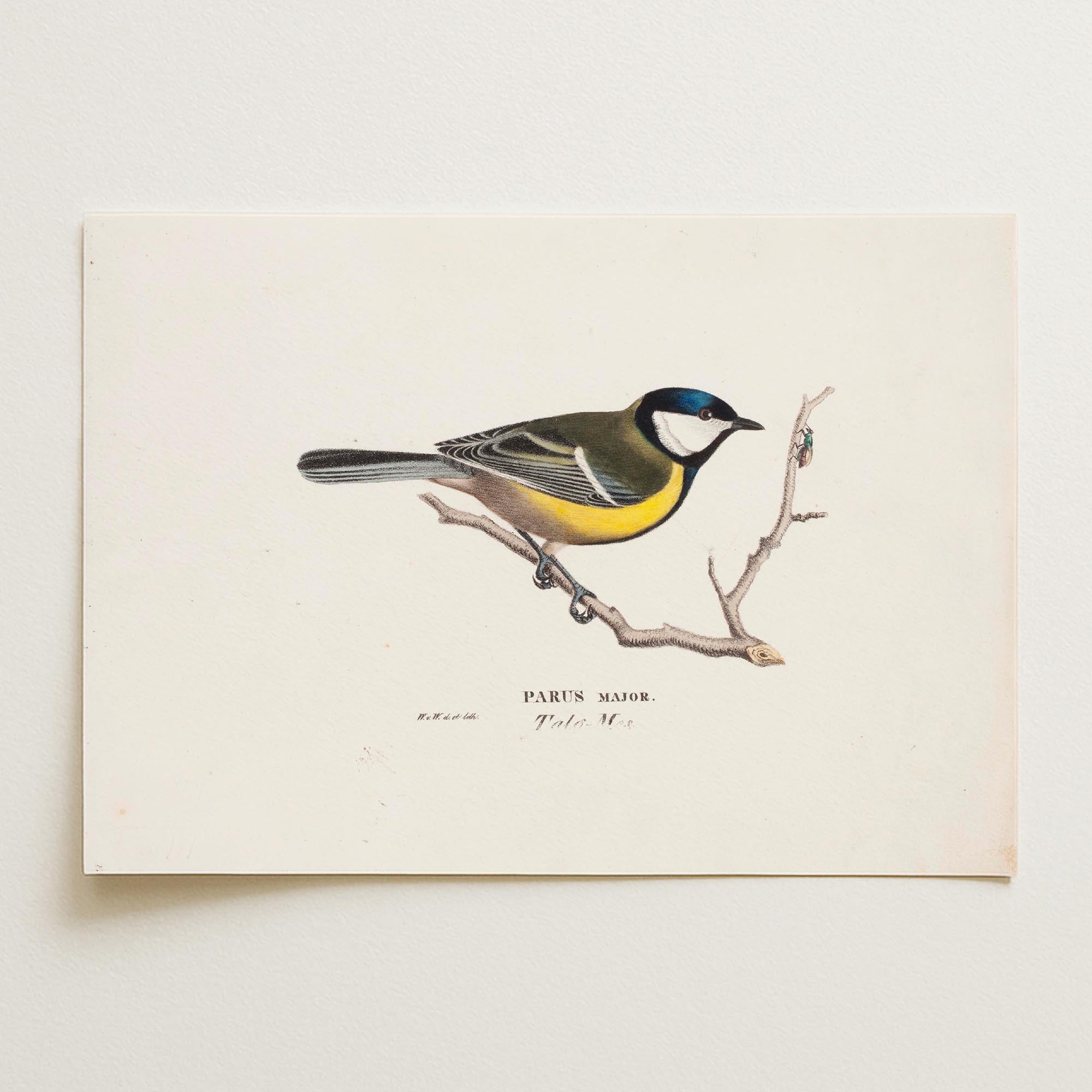 Great Tit Vintage Bird Illustration Wall Art Print-Skudaboo