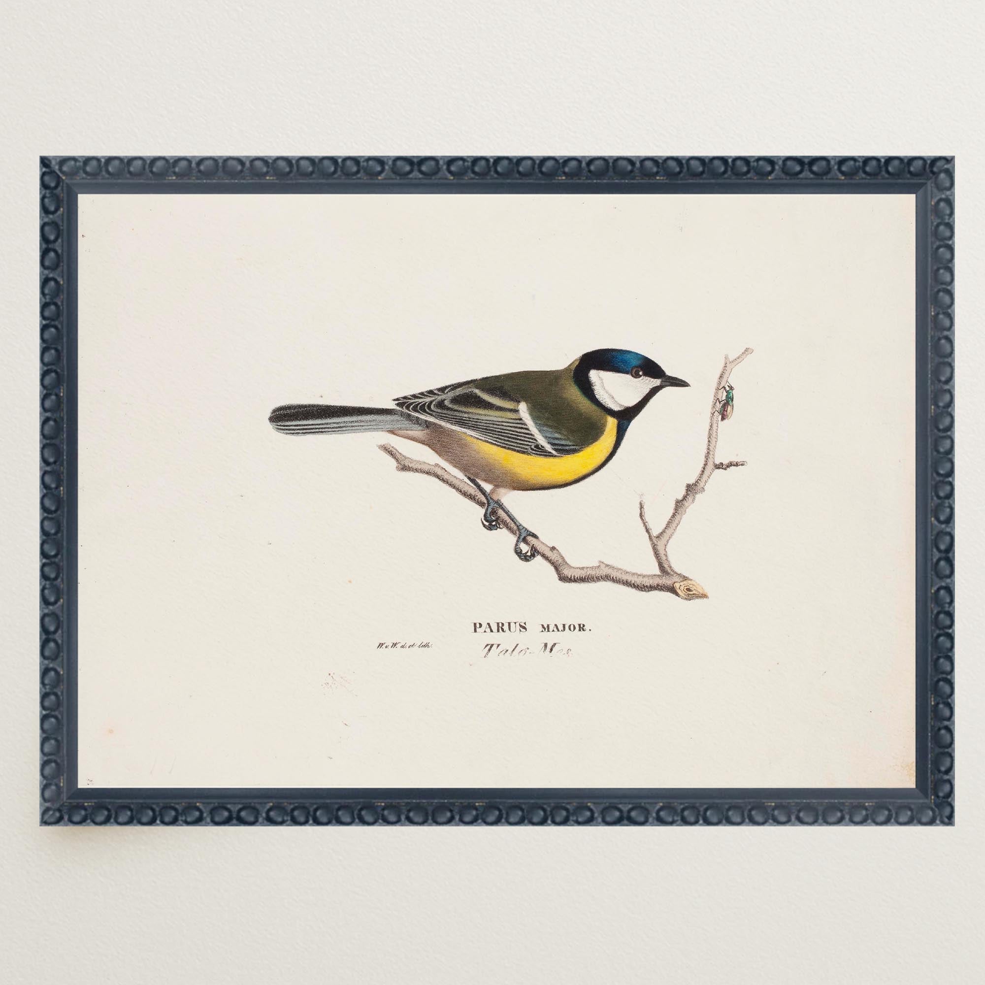 Great Tit Vintage Bird Illustration Wall Art Print-Skudaboo