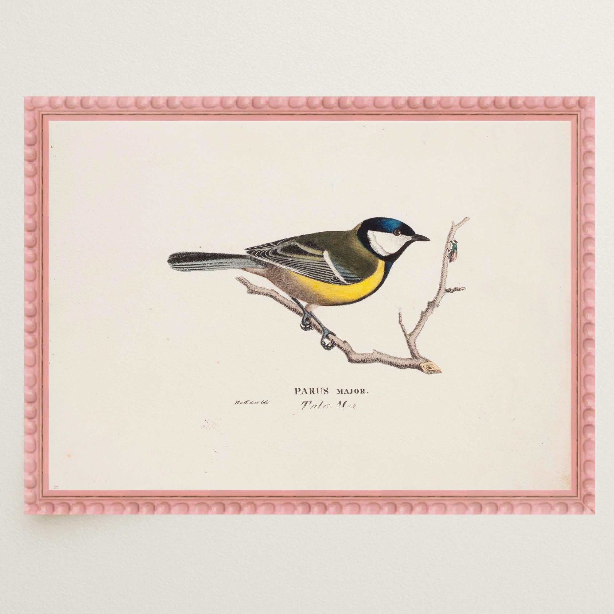Great Tit Vintage Bird Illustration Wall Art Print-Skudaboo