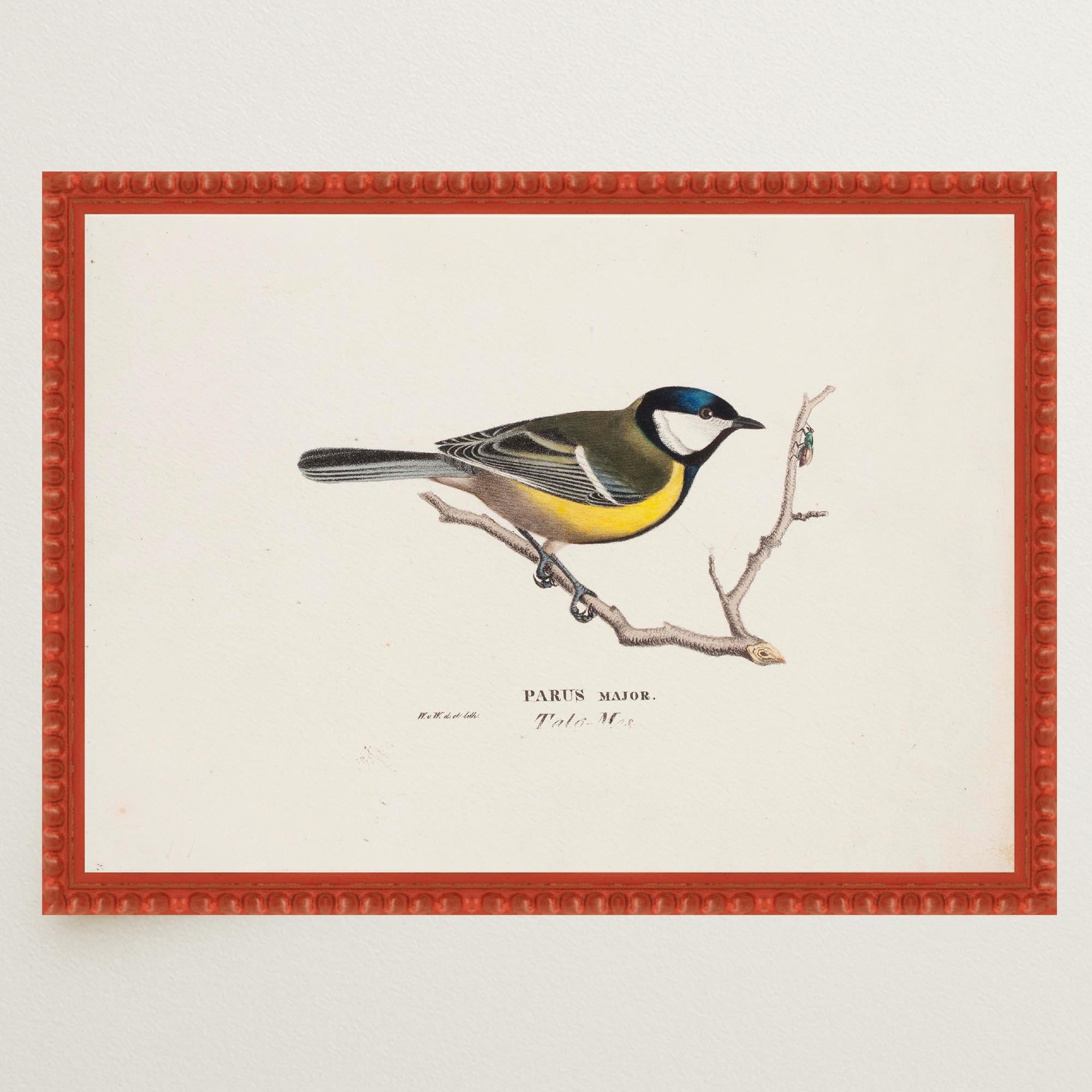 Great Tit Vintage Bird Illustration Wall Art Print-Skudaboo