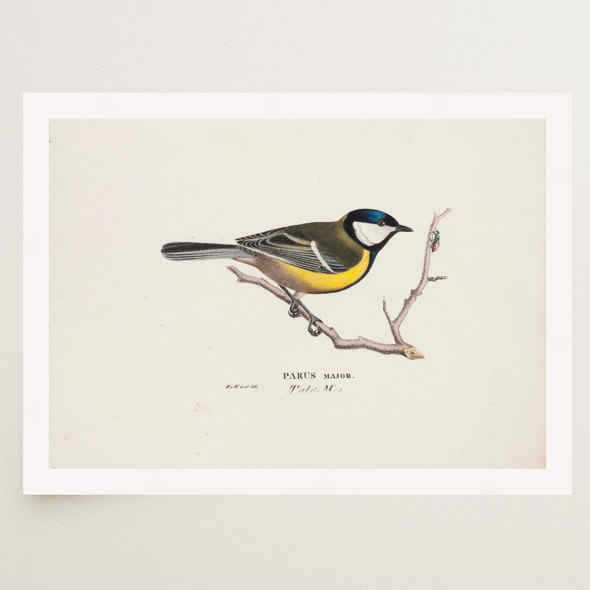 Great Tit Vintage Bird Illustration Wall Art Print-Skudaboo