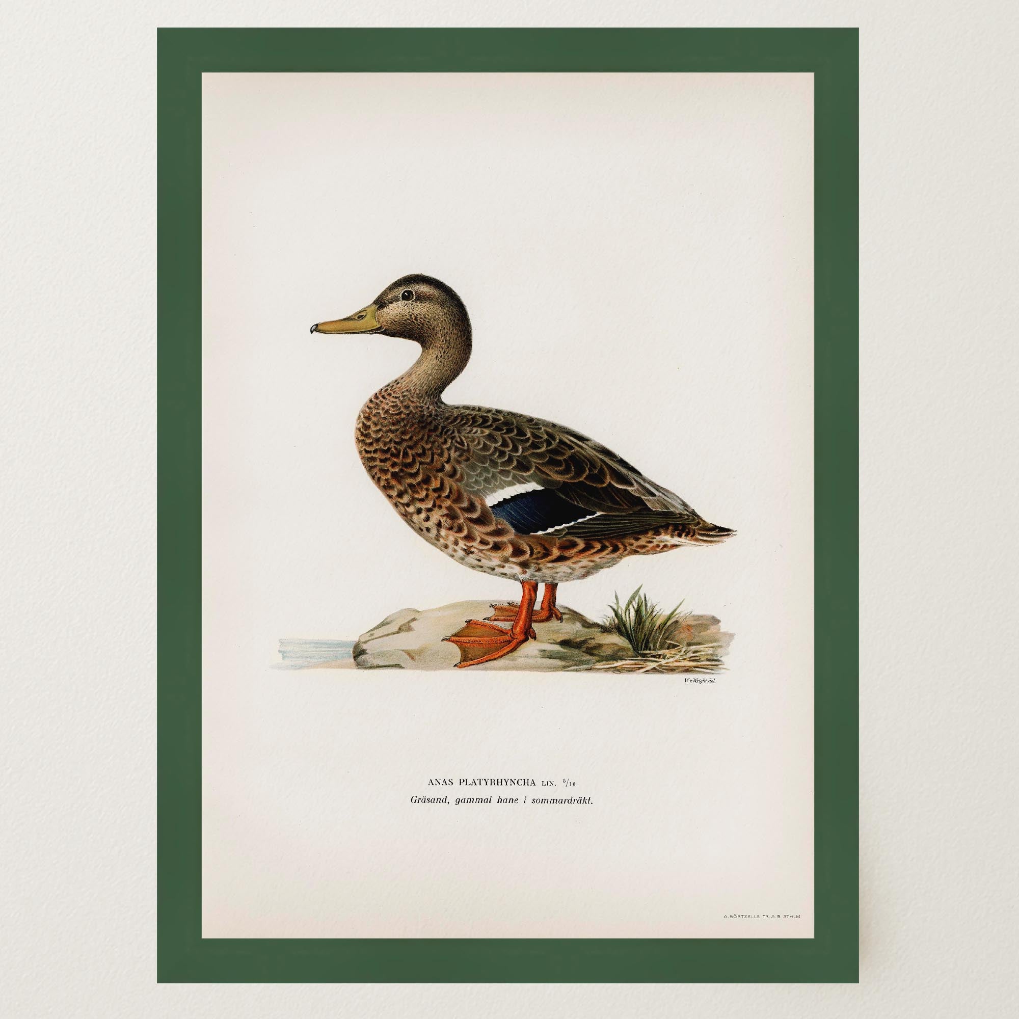 Mallard Duck Vintage Wildlife Wall Art Print-Skudaboo