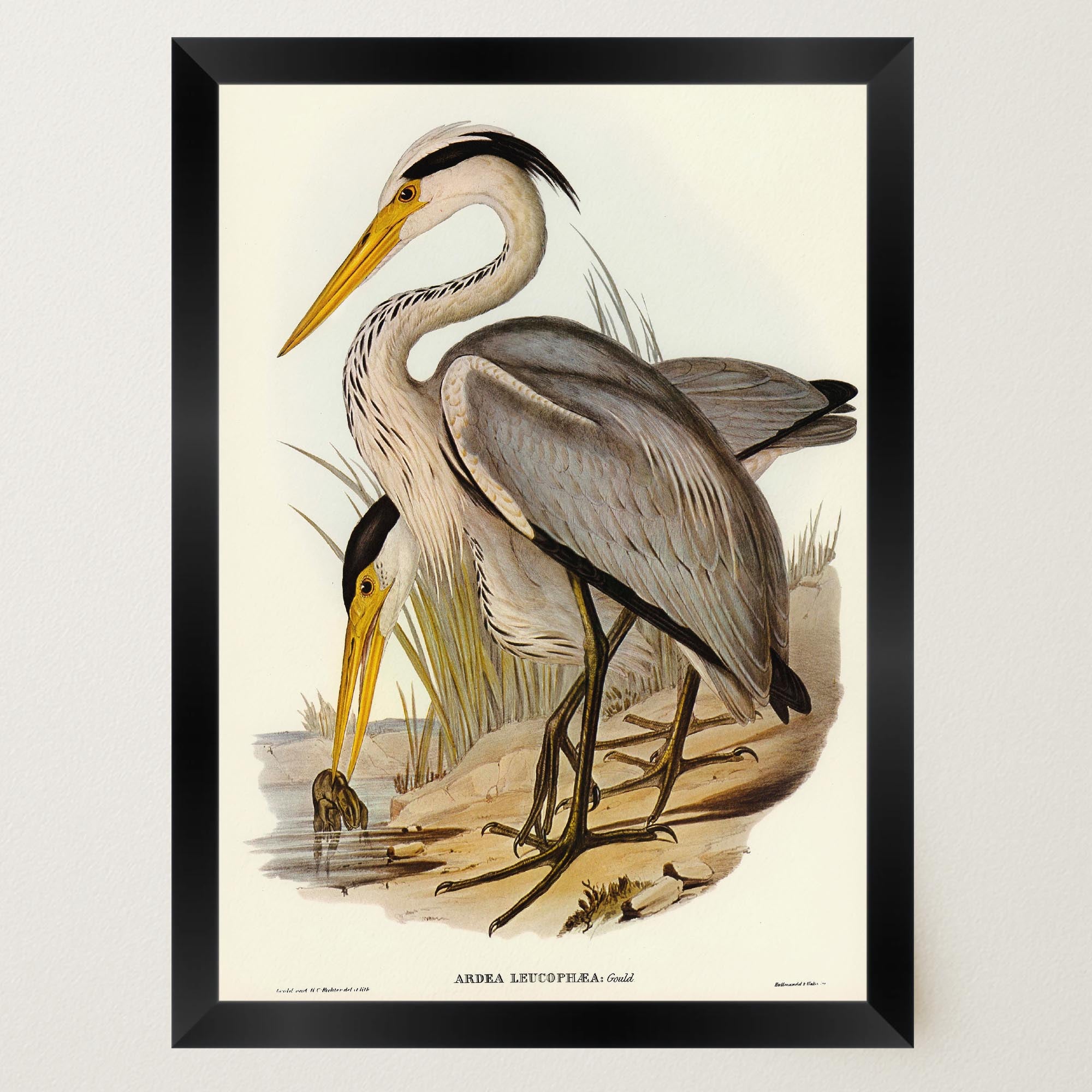 Heron Bird Vintage Nature Wall Art Print-Skudaboo