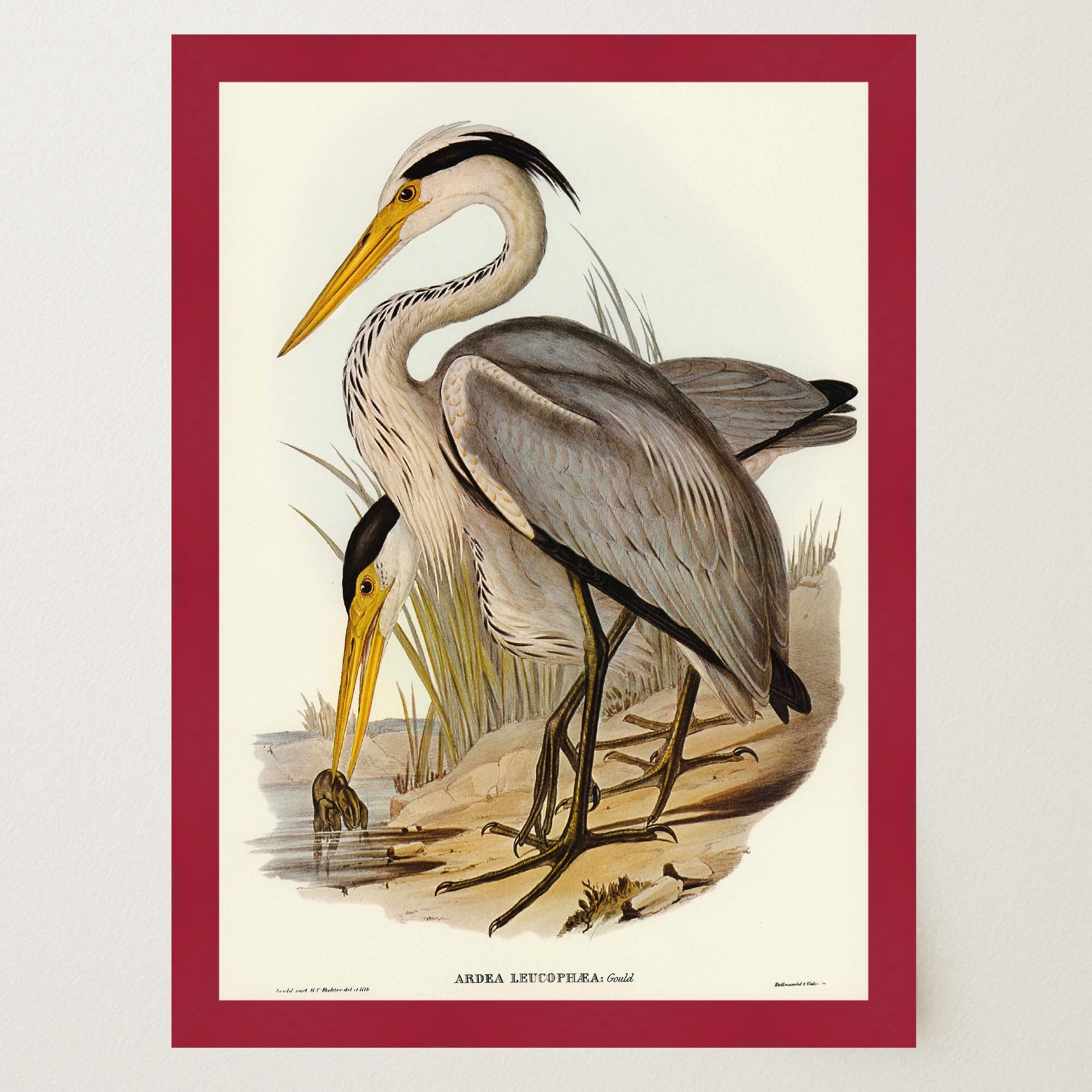 Heron Bird Vintage Nature Wall Art Print-Skudaboo
