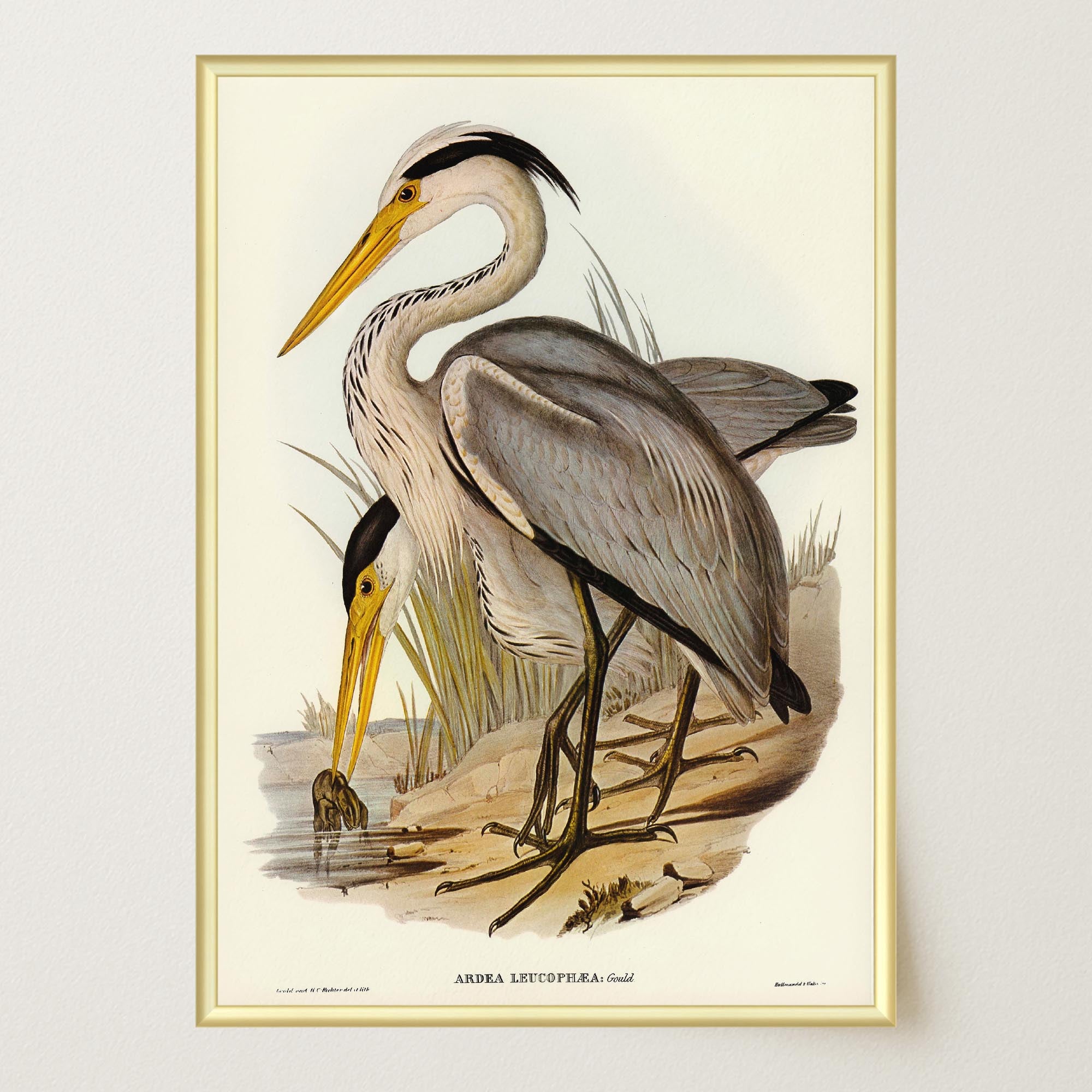 Heron Bird Vintage Nature Wall Art Print-Skudaboo