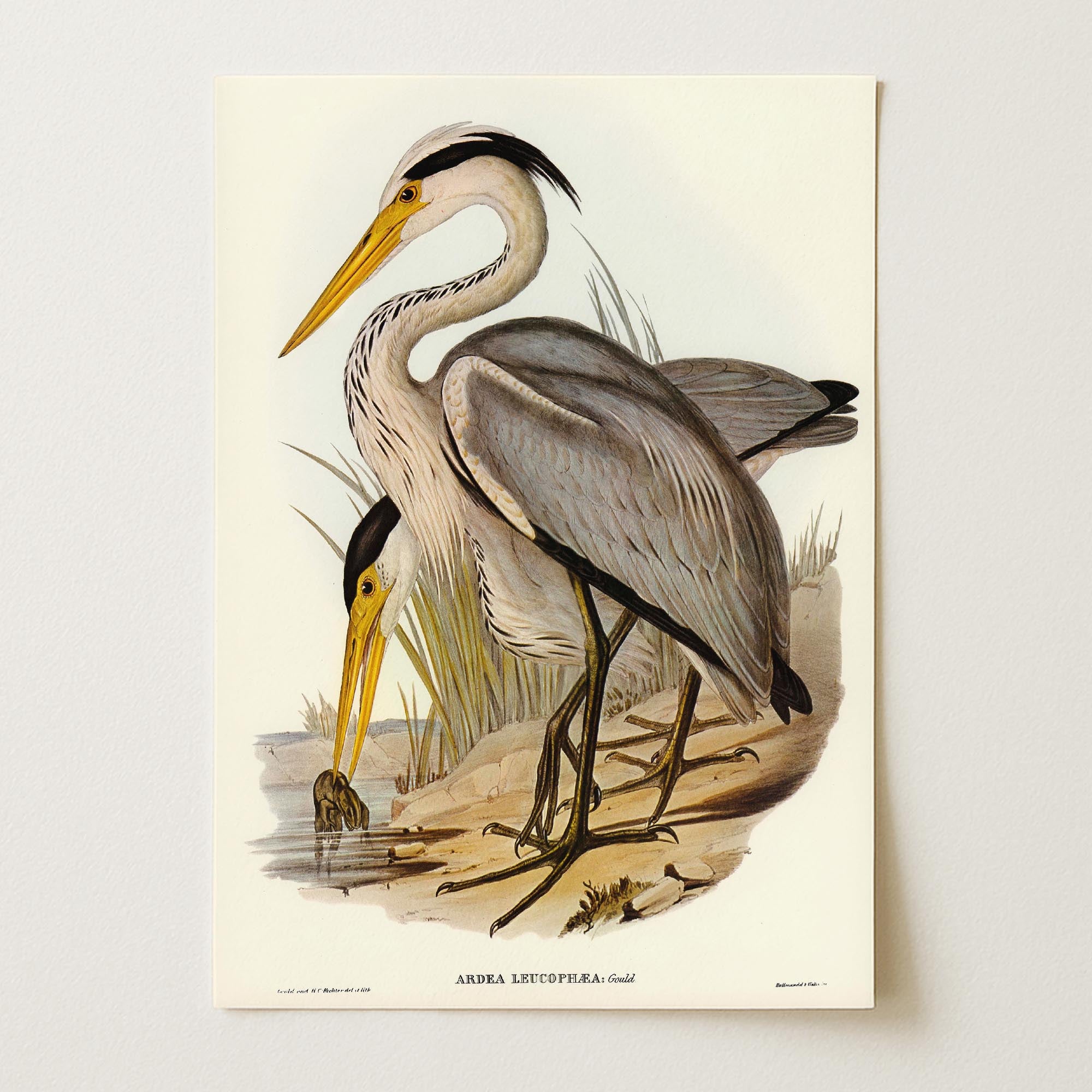 Heron Bird Vintage Nature Wall Art Print-Skudaboo