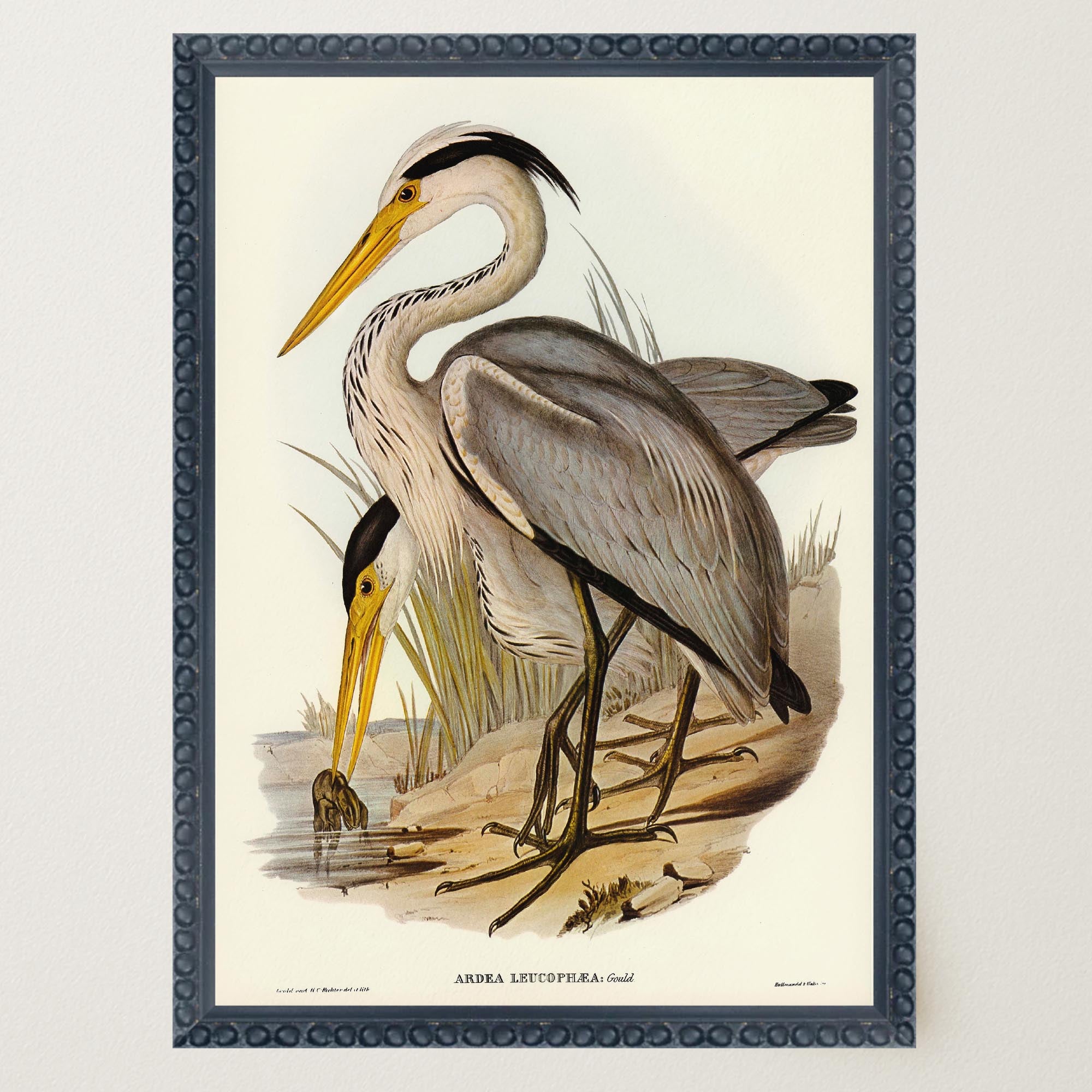 Heron Bird Vintage Nature Wall Art Print-Skudaboo