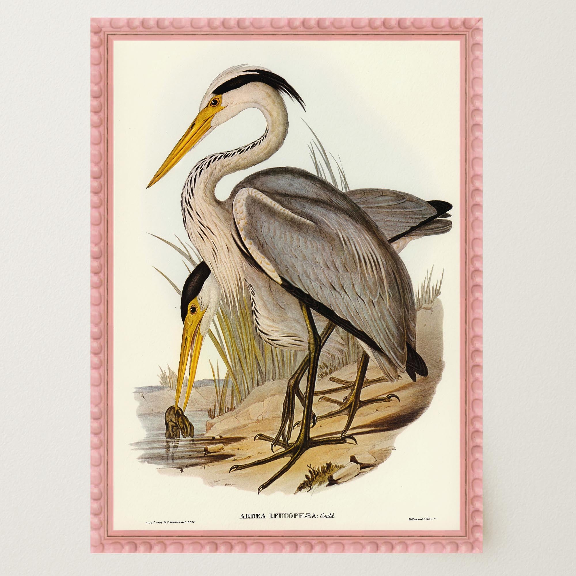Heron Bird Vintage Nature Wall Art Print-Skudaboo