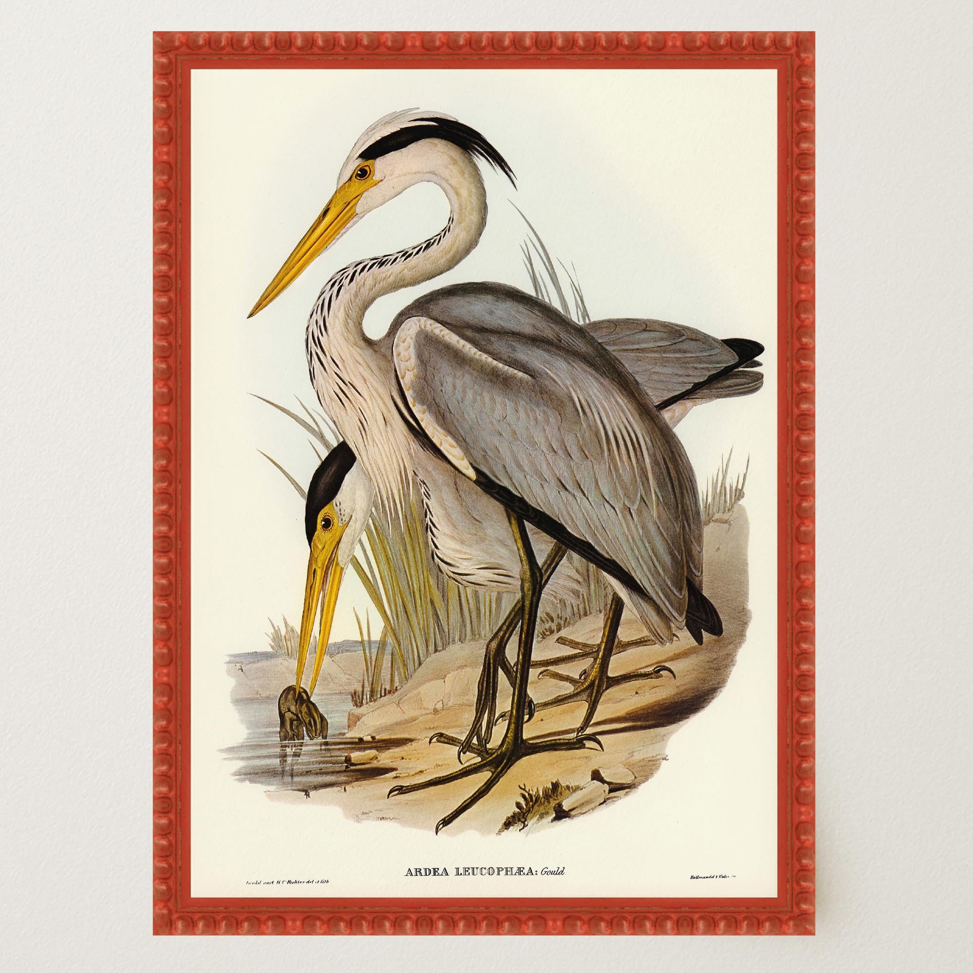 Heron Bird Vintage Nature Wall Art Print-Skudaboo