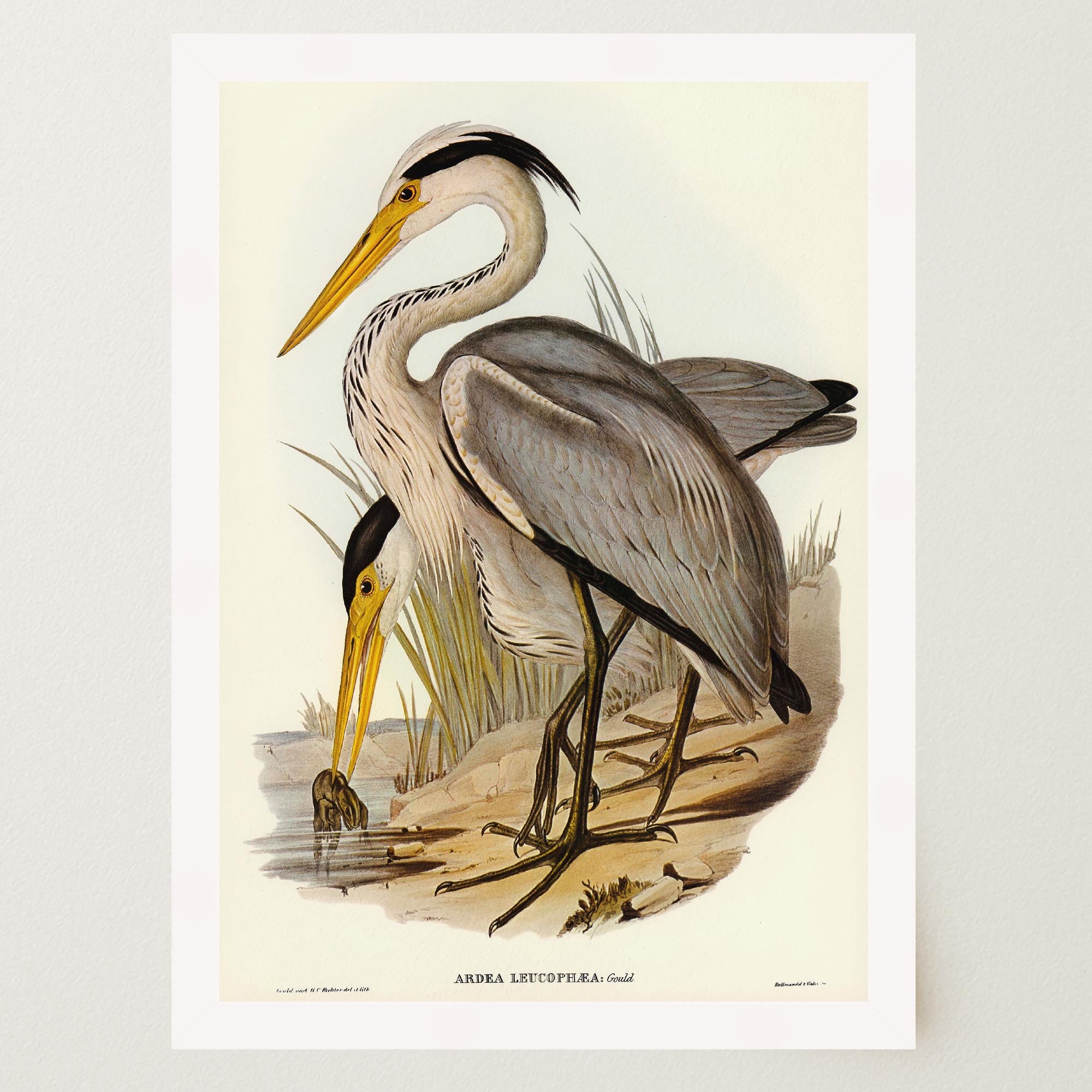 Heron Bird Vintage Nature Wall Art Print-Skudaboo