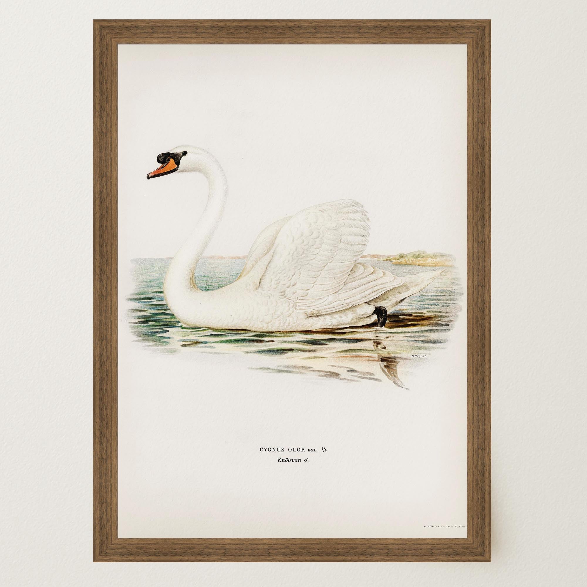 Swan Vintage Bird Illustration Wall Art Print-Skudaboo