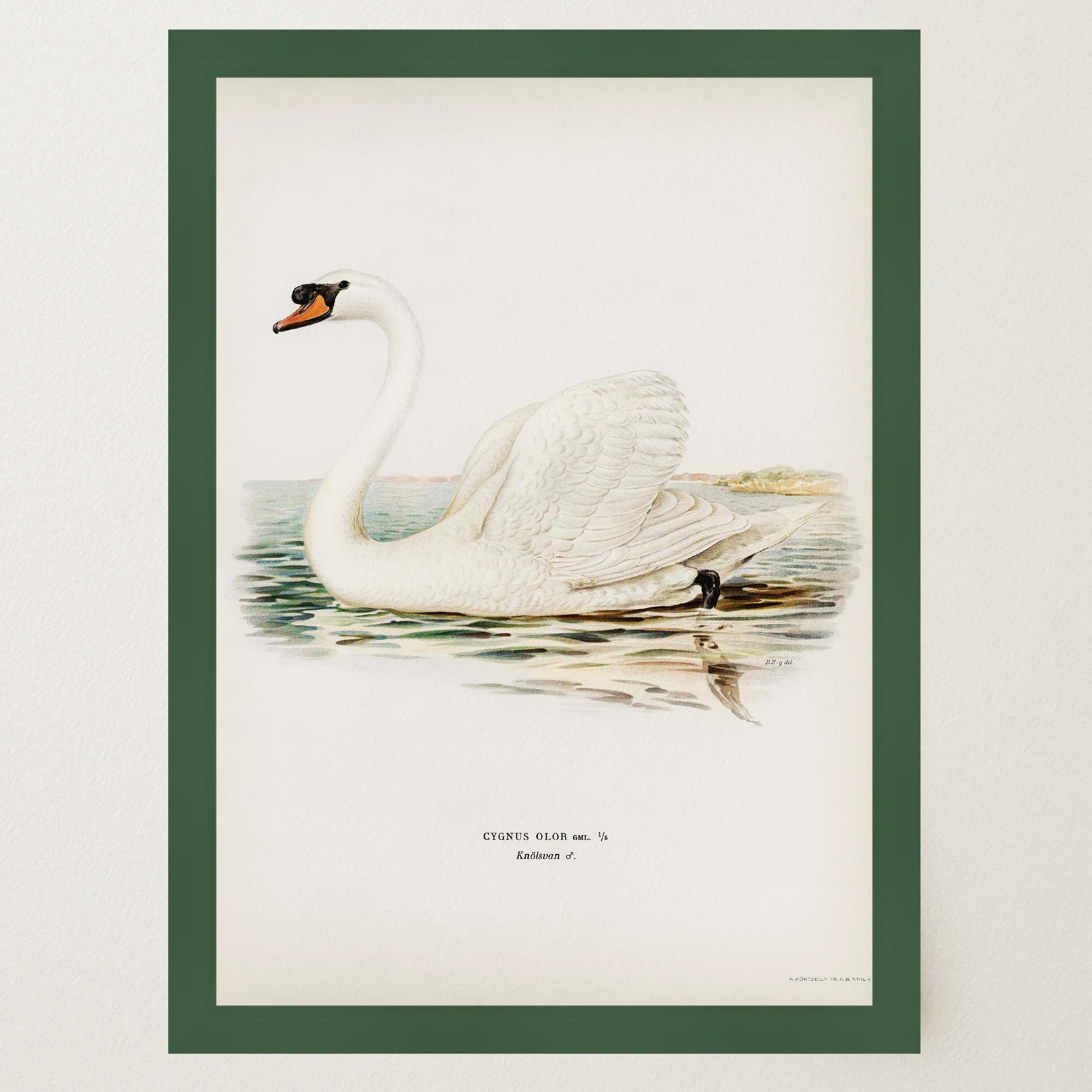 Swan Vintage Bird Illustration Wall Art Print-Skudaboo