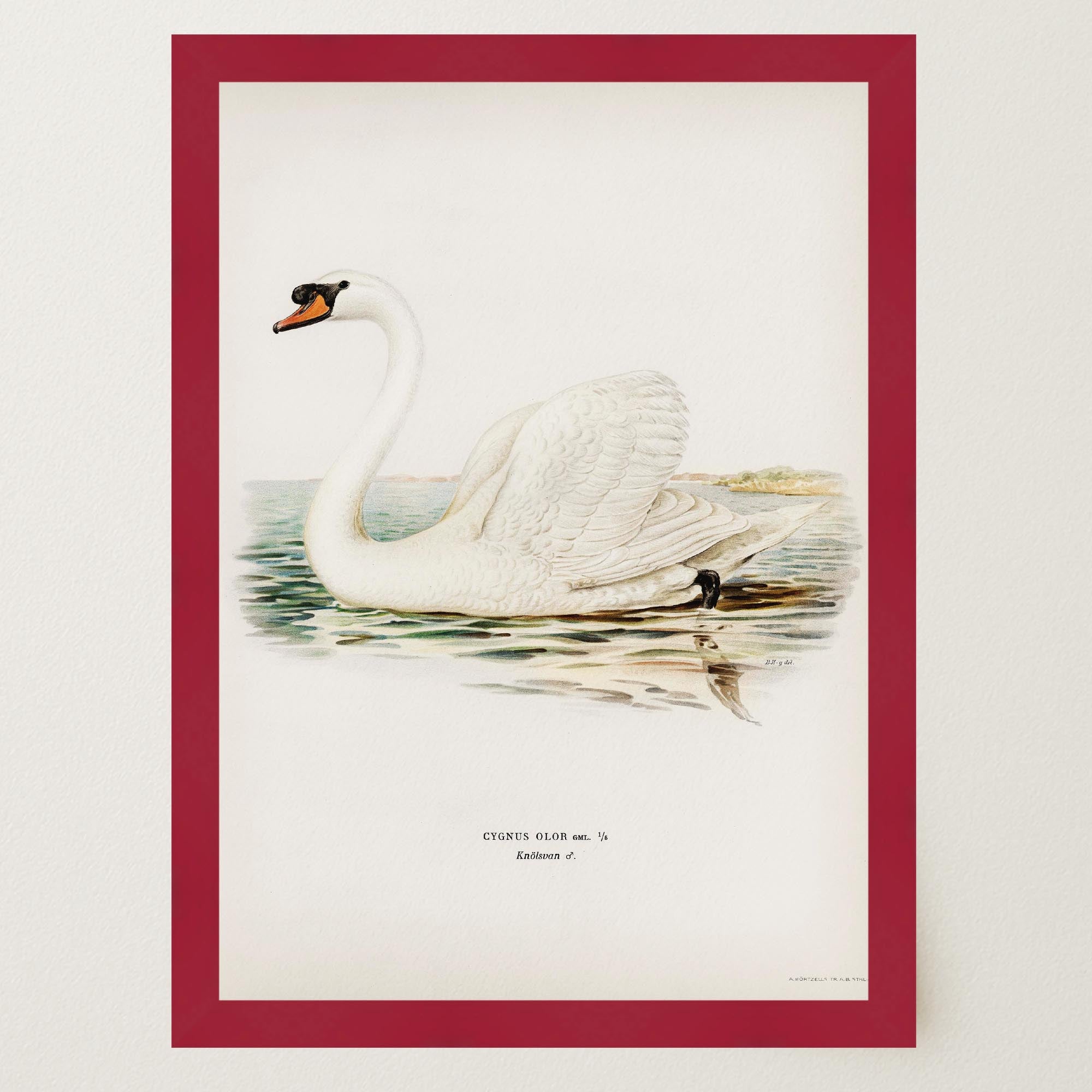 Swan Vintage Bird Illustration Wall Art Print-Skudaboo