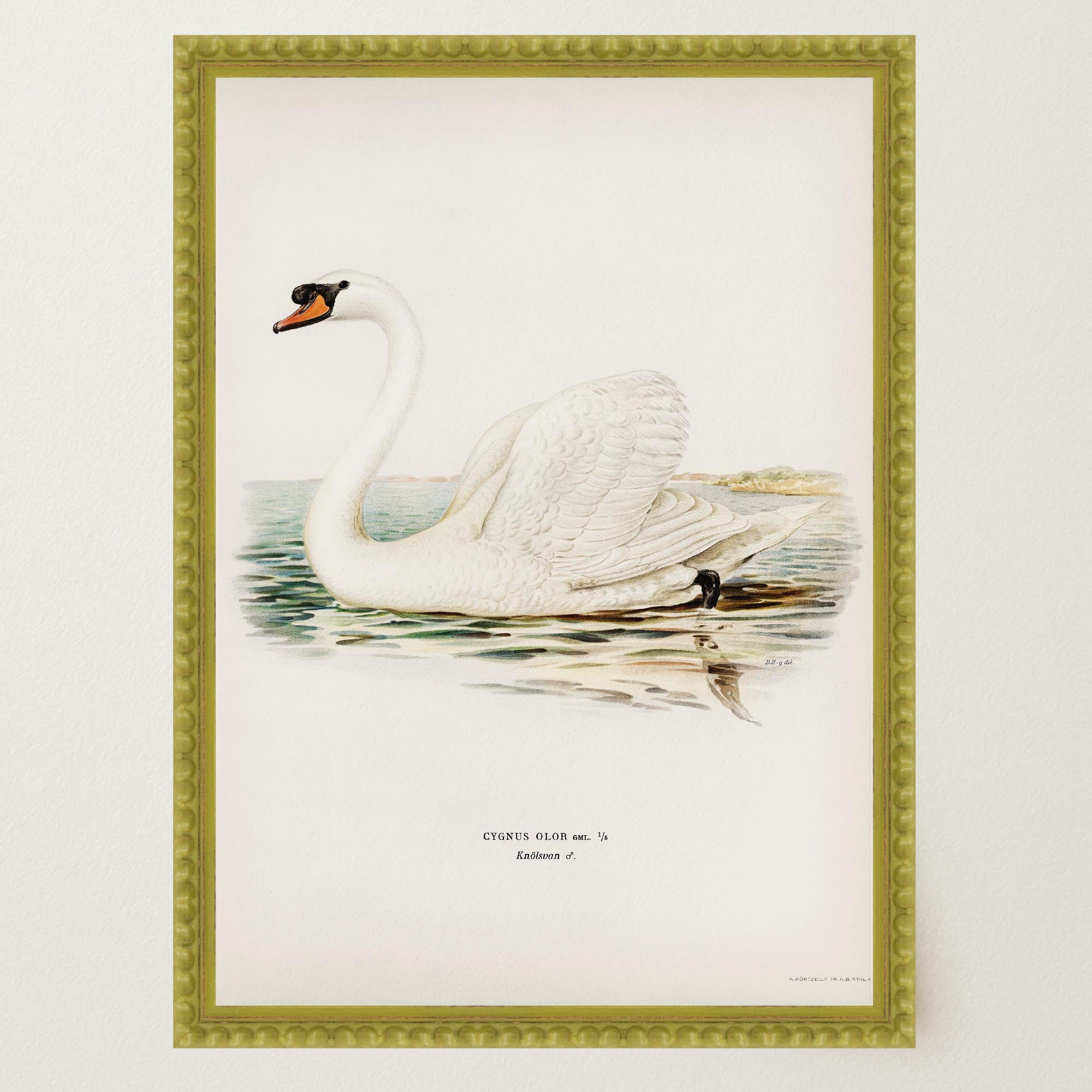 Swan Vintage Bird Illustration Wall Art Print-Skudaboo