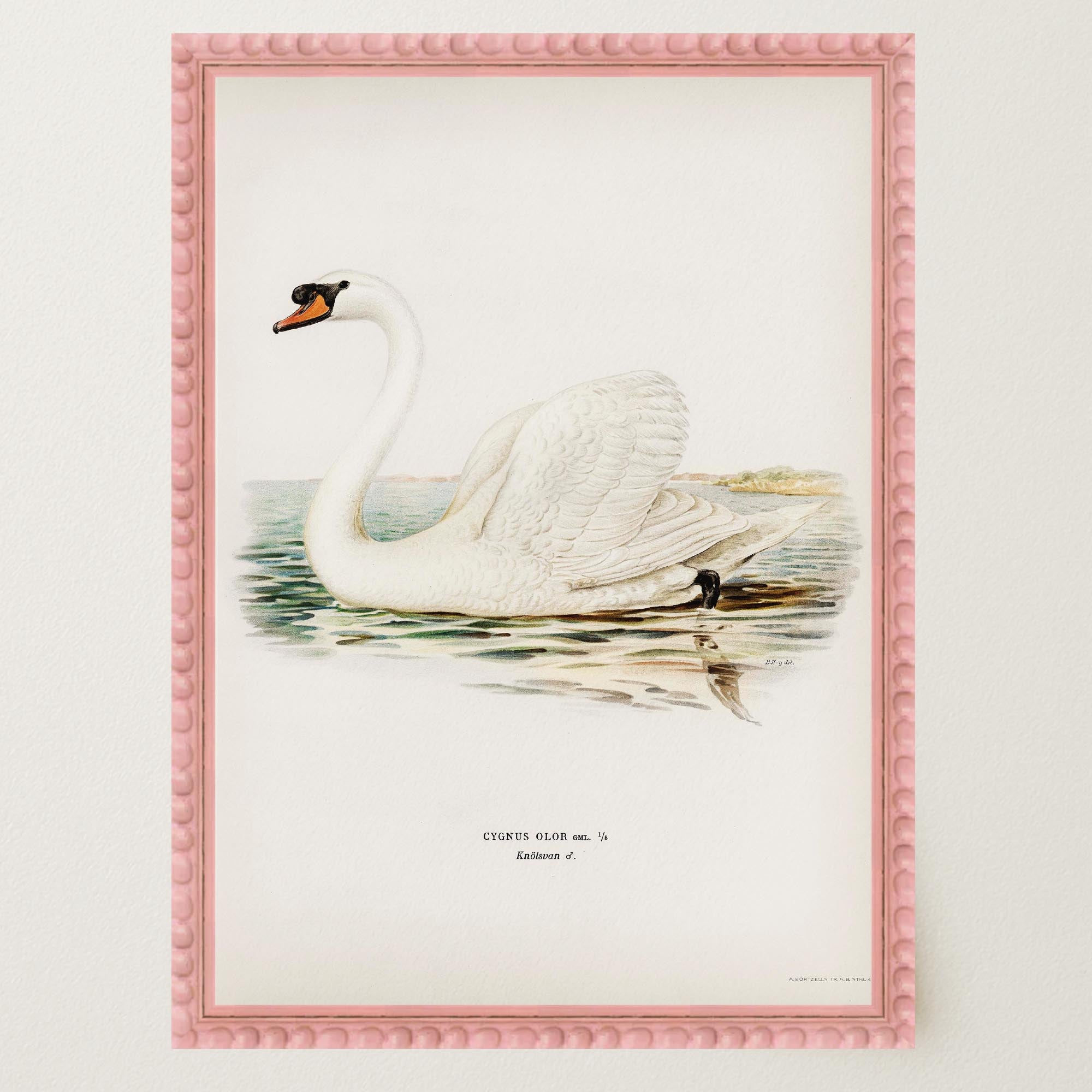Swan Vintage Bird Illustration Wall Art Print-Skudaboo