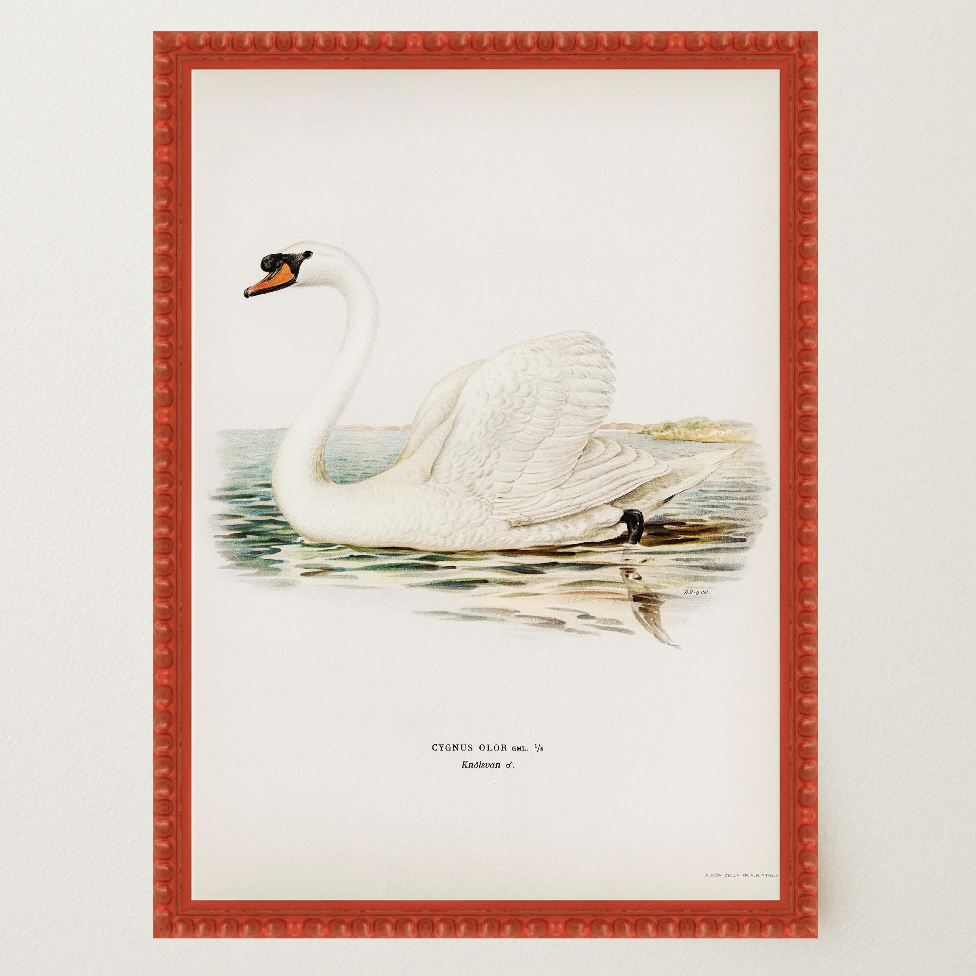 Swan Vintage Bird Illustration Wall Art Print-Skudaboo