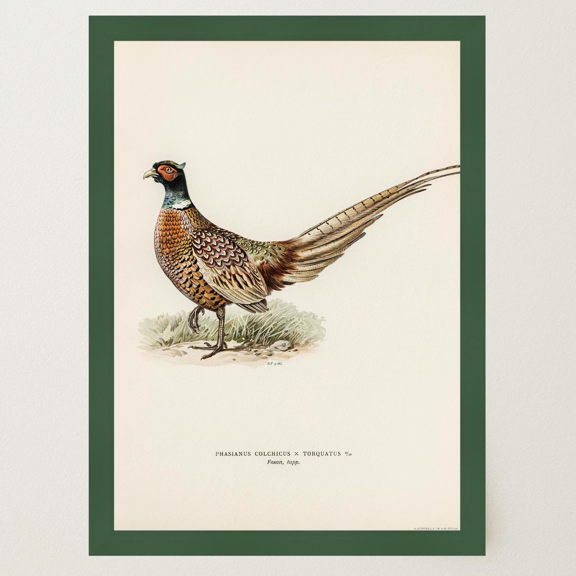 Pheasant Vintage Wildlife Wall Art Print-Skudaboo