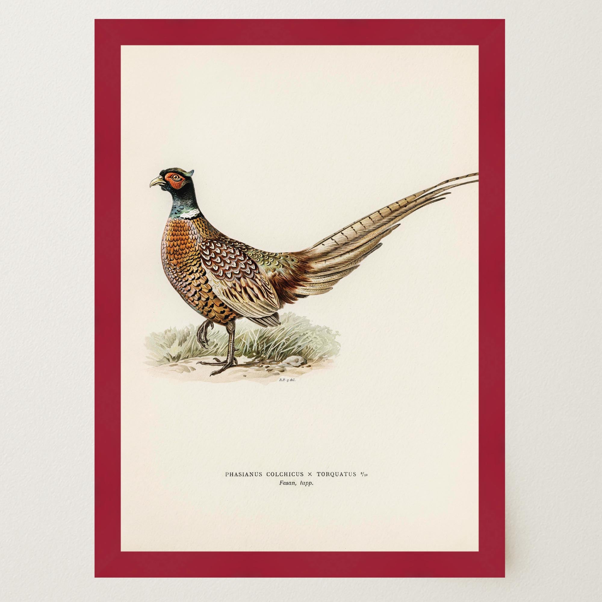 Pheasant Vintage Wildlife Wall Art Print-Skudaboo