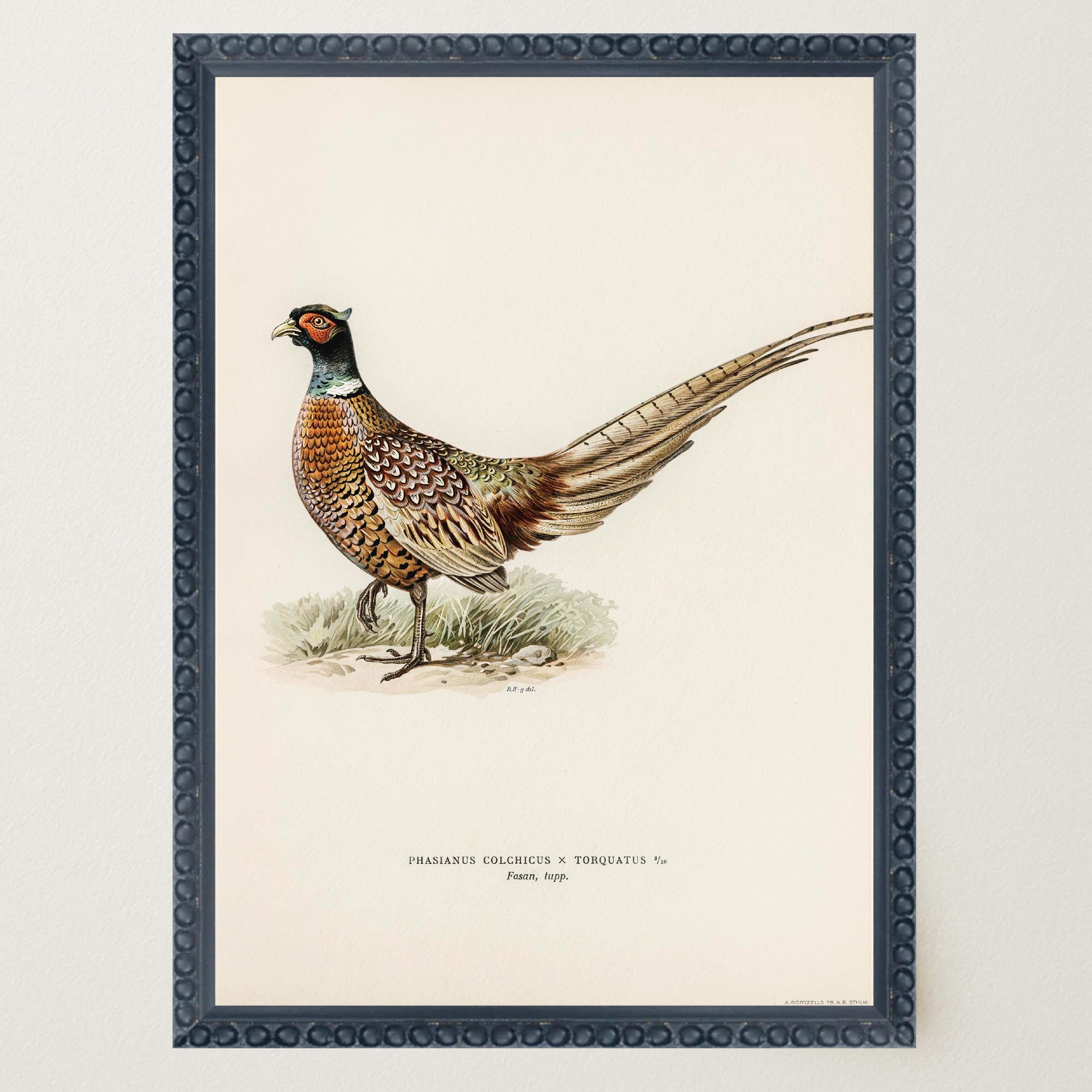 Pheasant Vintage Wildlife Wall Art Print-Skudaboo