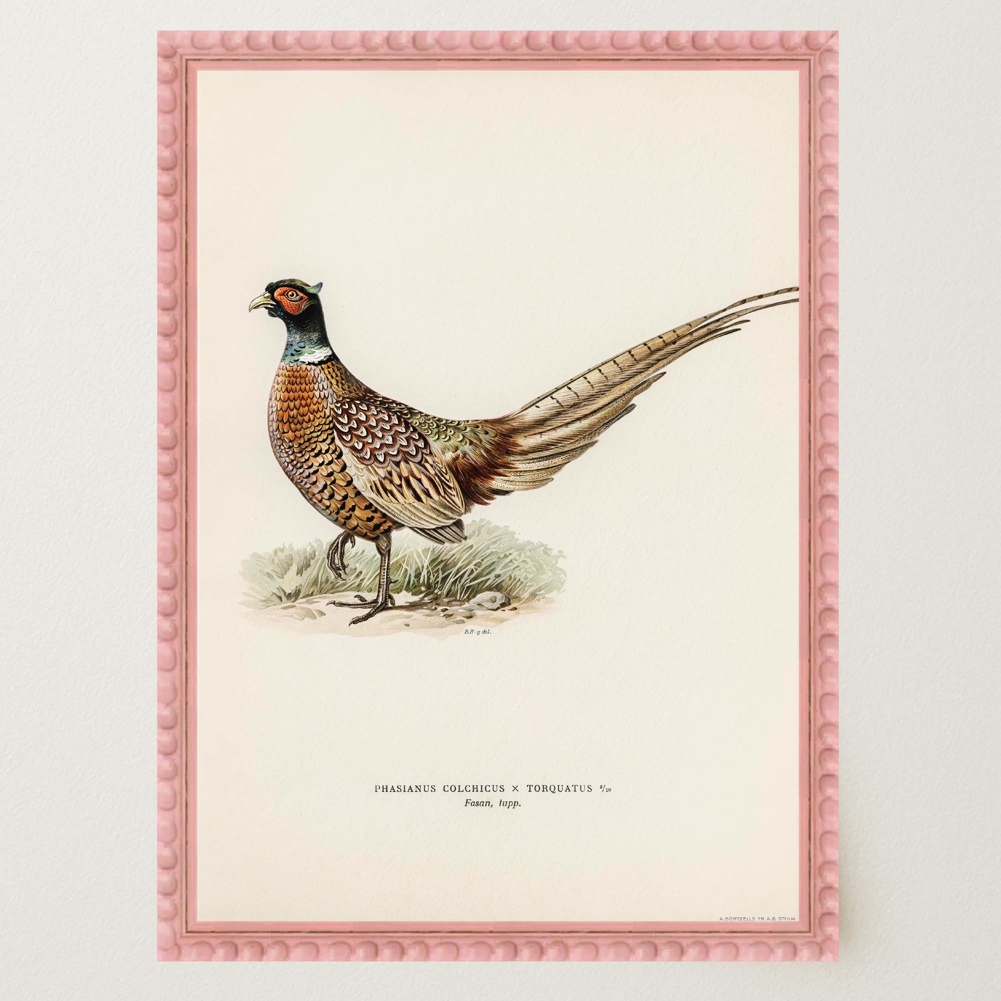 Pheasant Vintage Wildlife Wall Art Print-Skudaboo