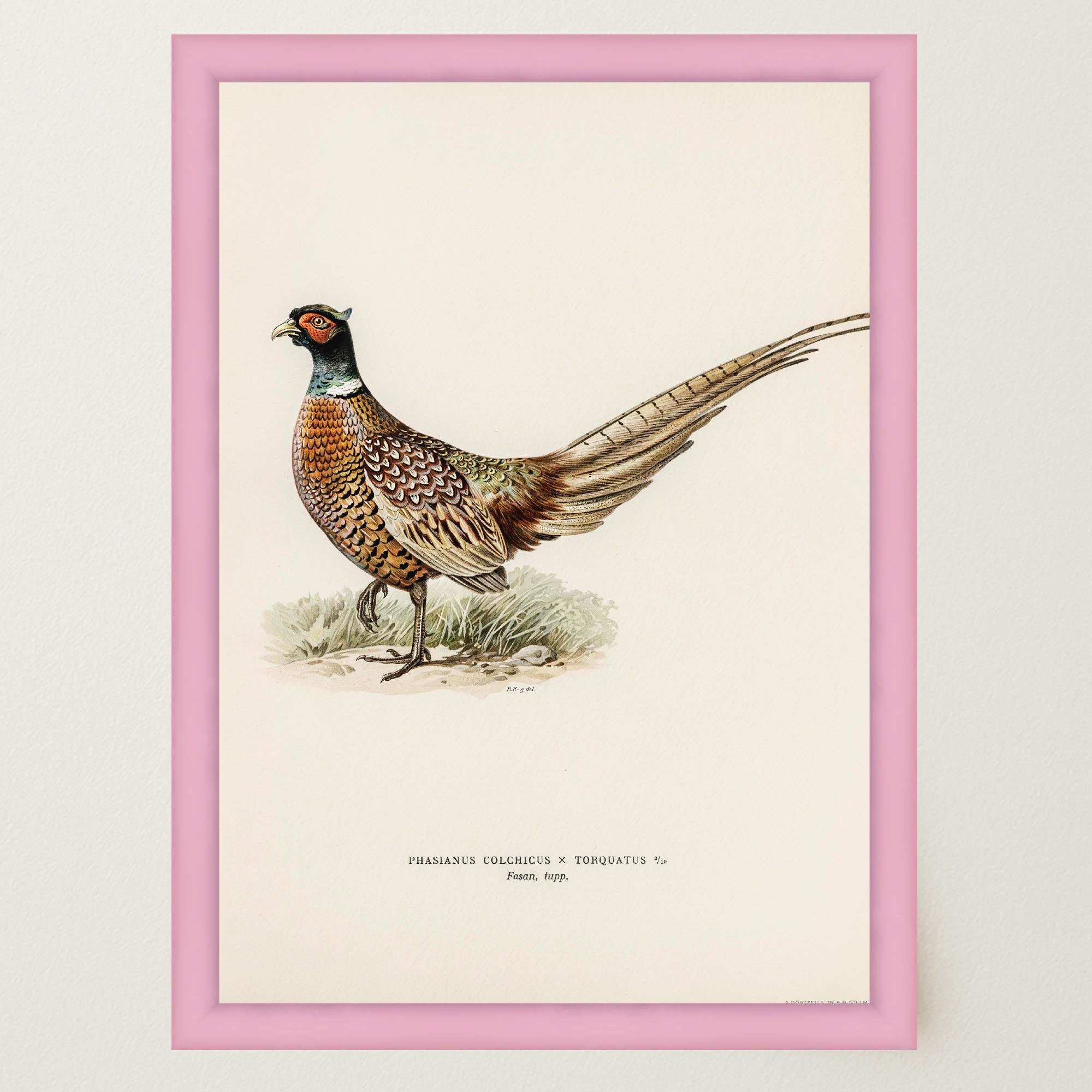 Pheasant Vintage Wildlife Wall Art Print-Skudaboo