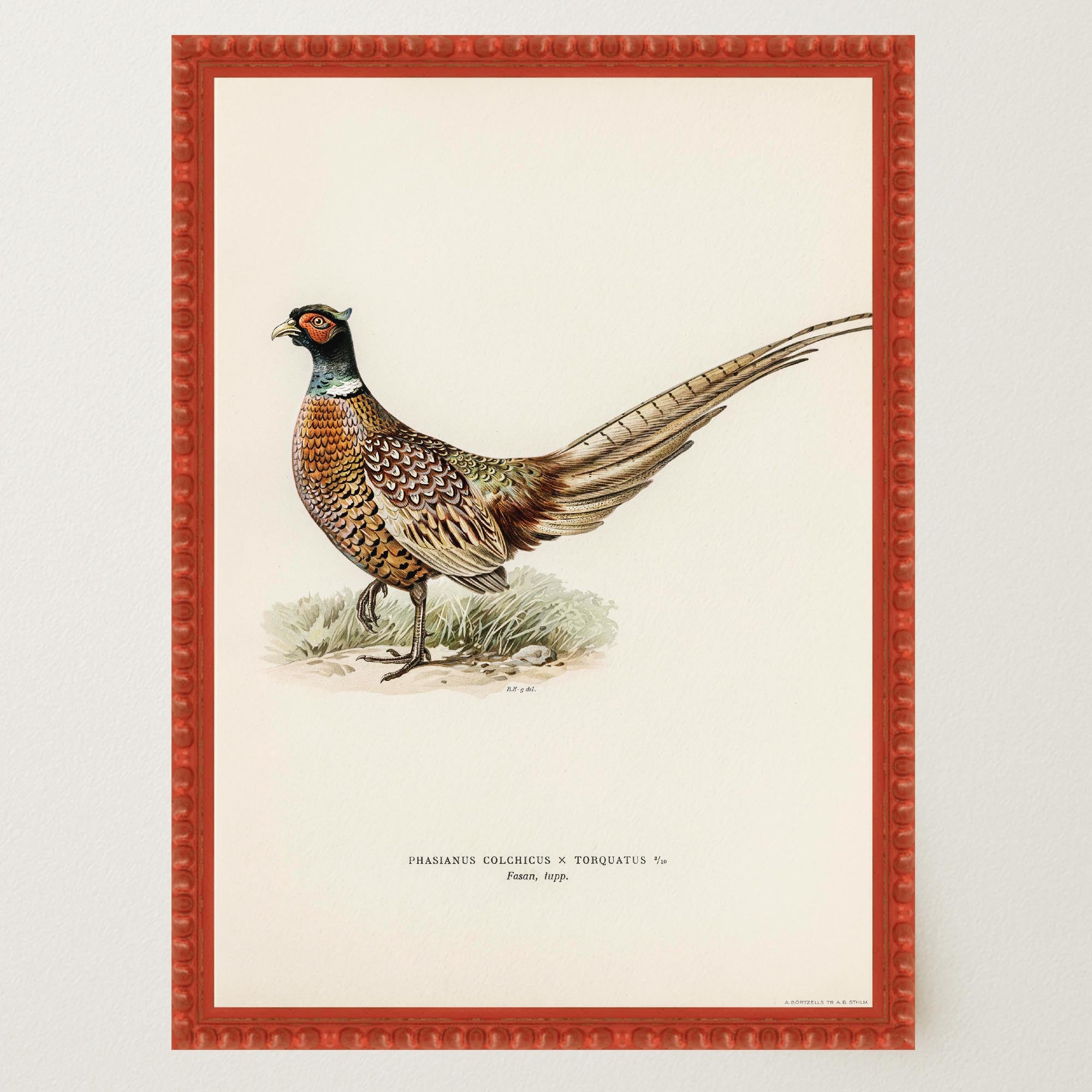 Pheasant Vintage Wildlife Wall Art Print-Skudaboo