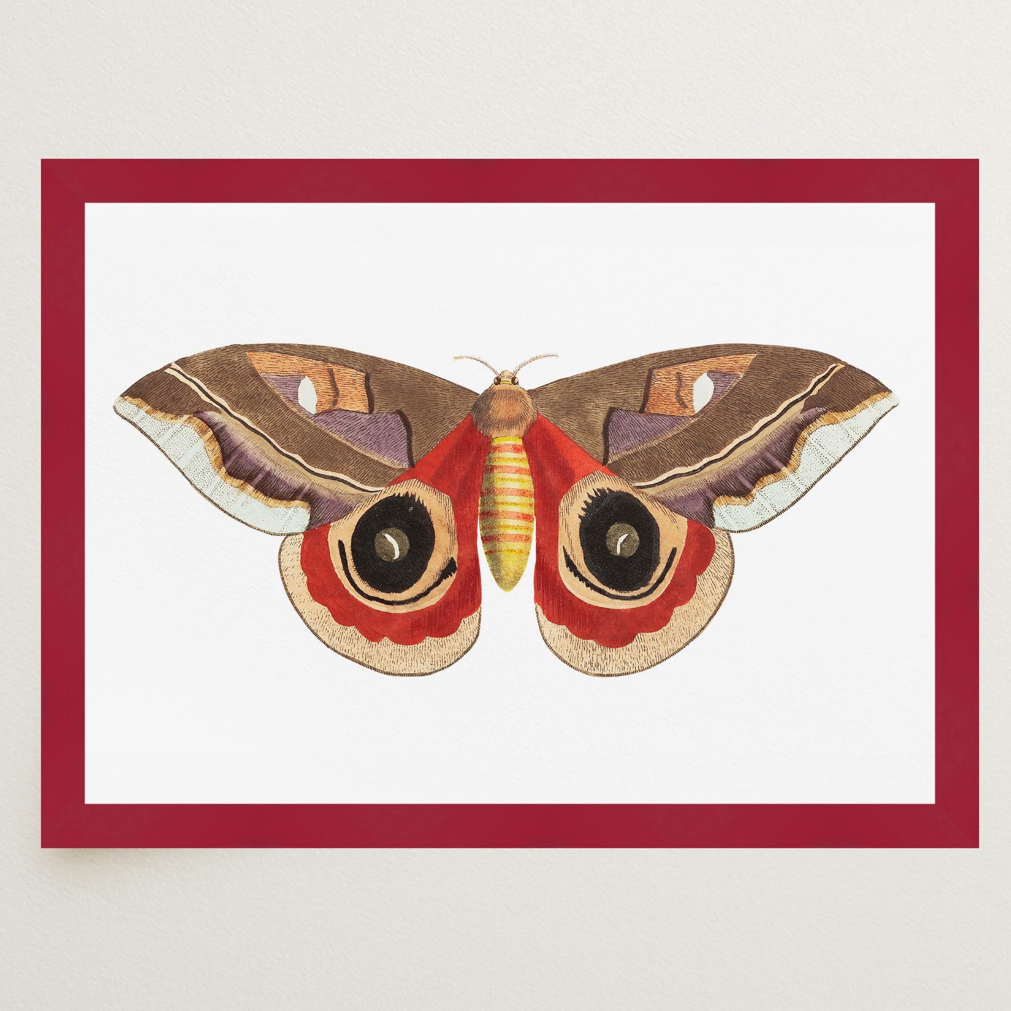 Vintage Moth Illustration Wall Art Print-Skudaboo