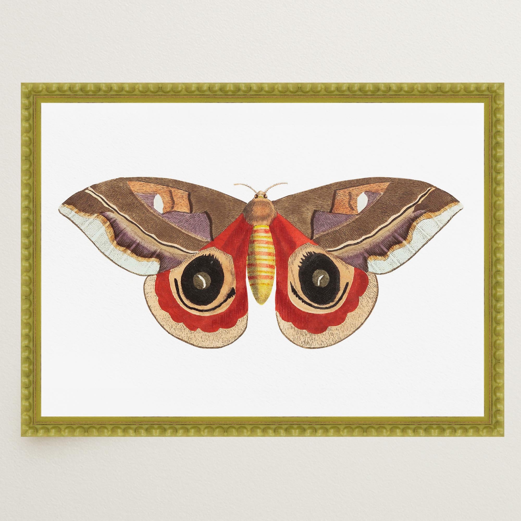 Vintage Moth Illustration Wall Art Print-Skudaboo