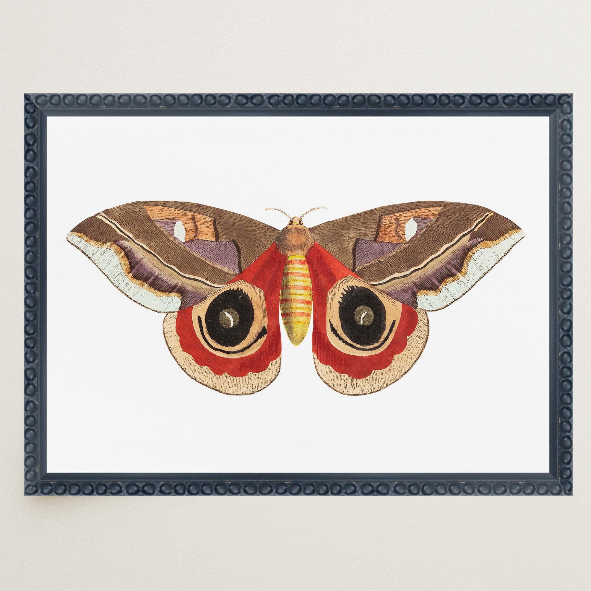 Vintage Moth Illustration Wall Art Print-Skudaboo
