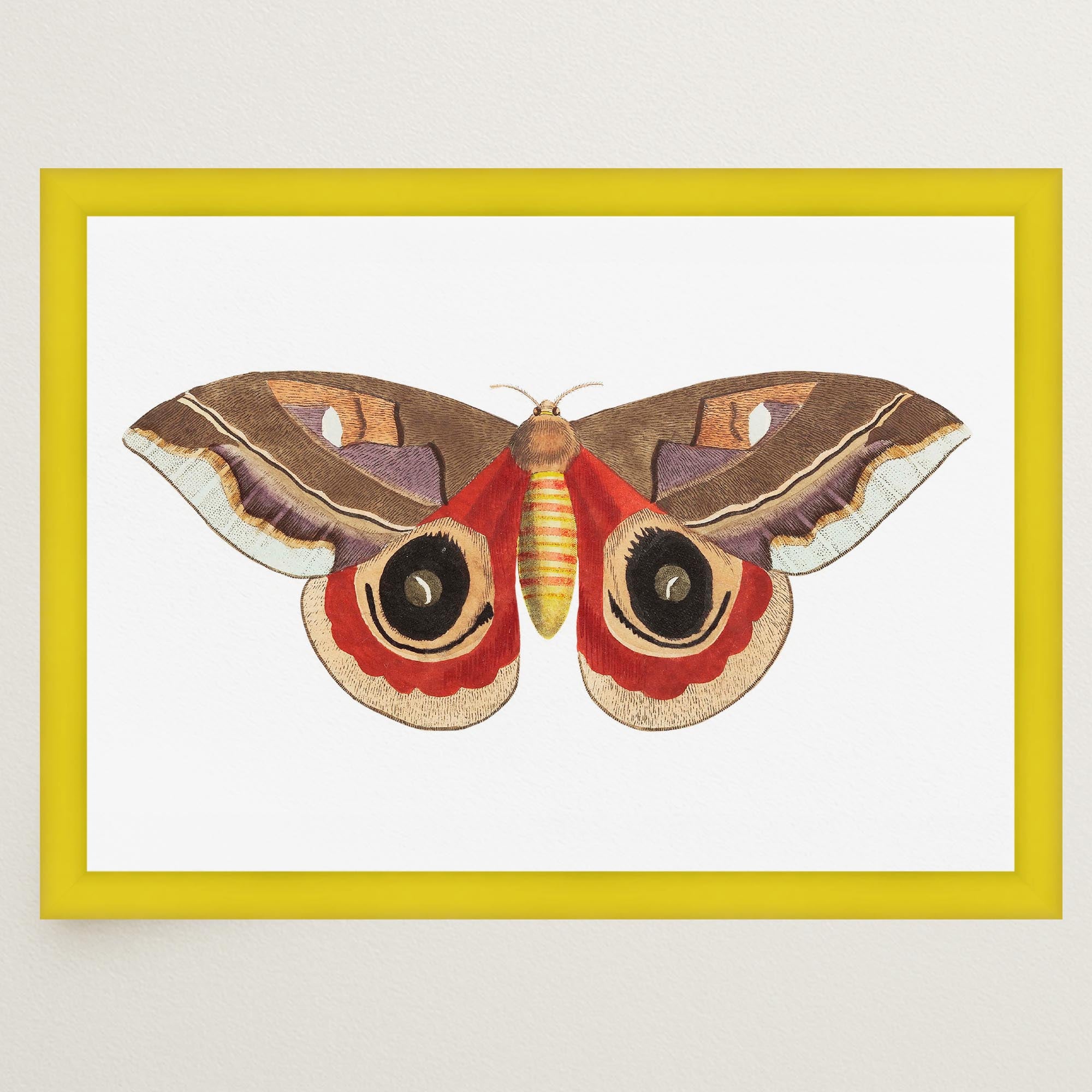 Vintage Moth Illustration Wall Art Print-Skudaboo