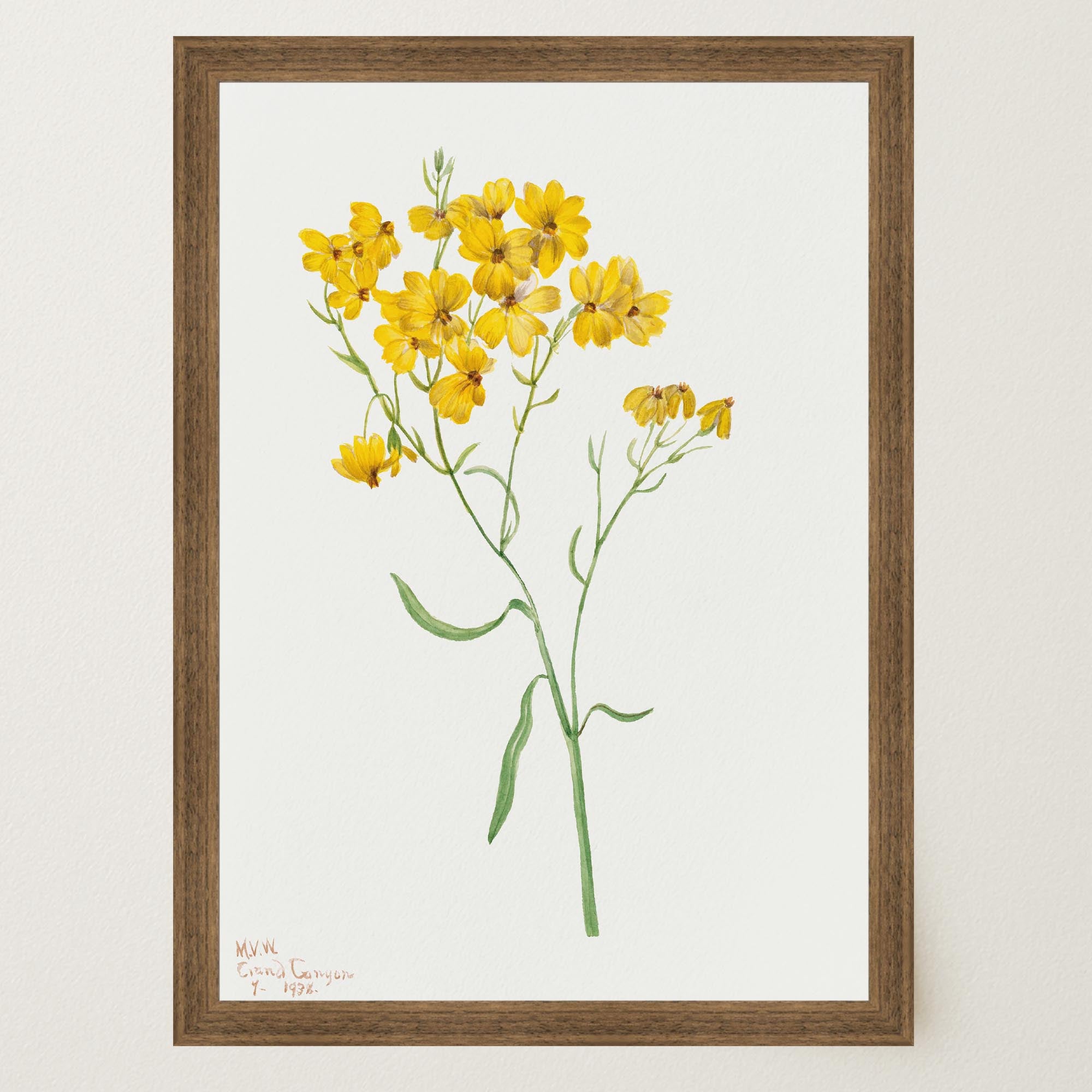Yellow Wildflower Vintage Botanical Wall Art Print-Skudaboo