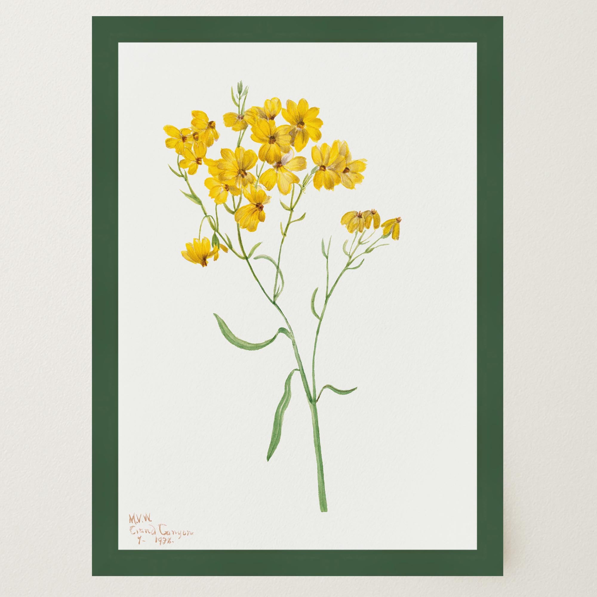 Yellow Wildflower Vintage Botanical Wall Art Print-Skudaboo