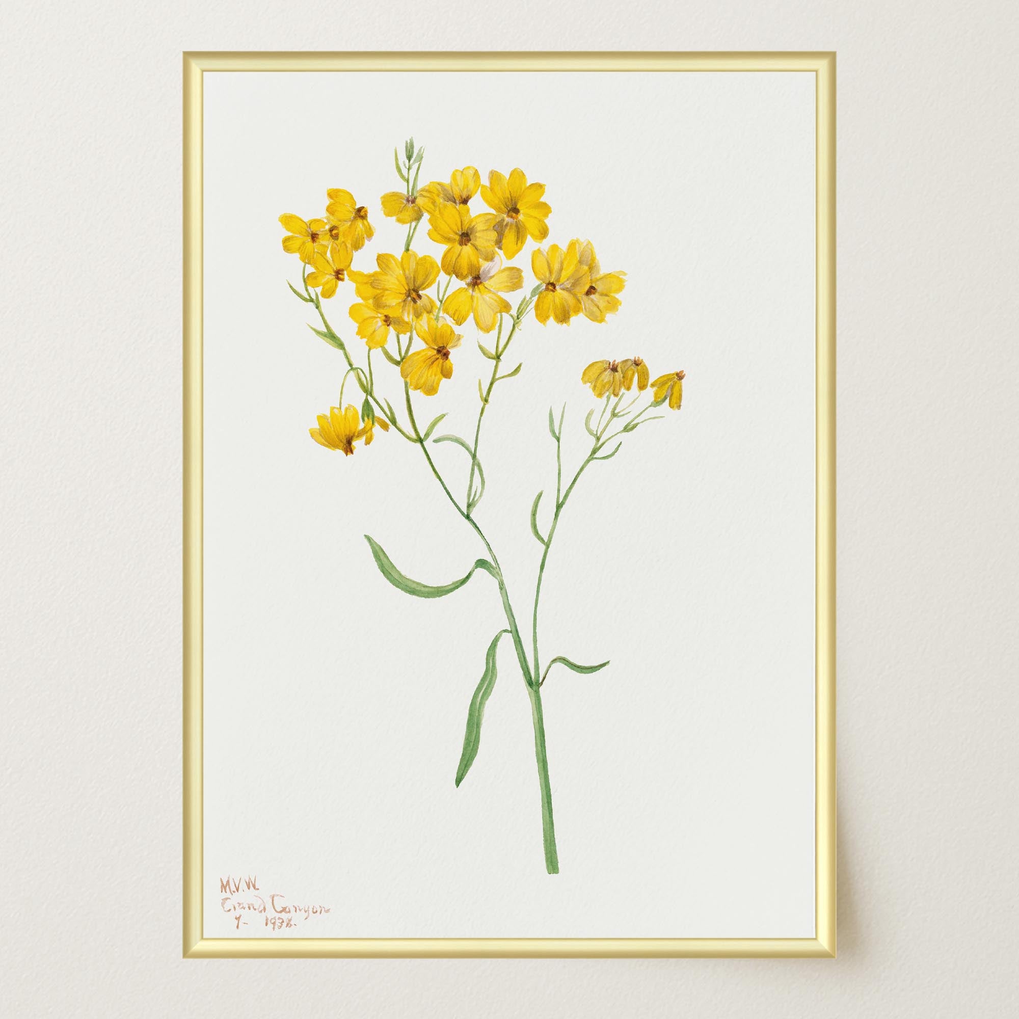 Yellow Wildflower Vintage Botanical Wall Art Print-Skudaboo