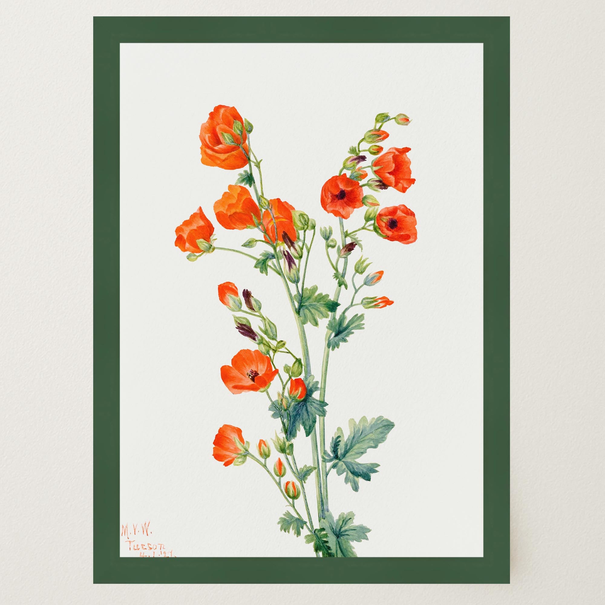 Red Poppy Flower Vintage Botanical Wall Art Print-Skudaboo