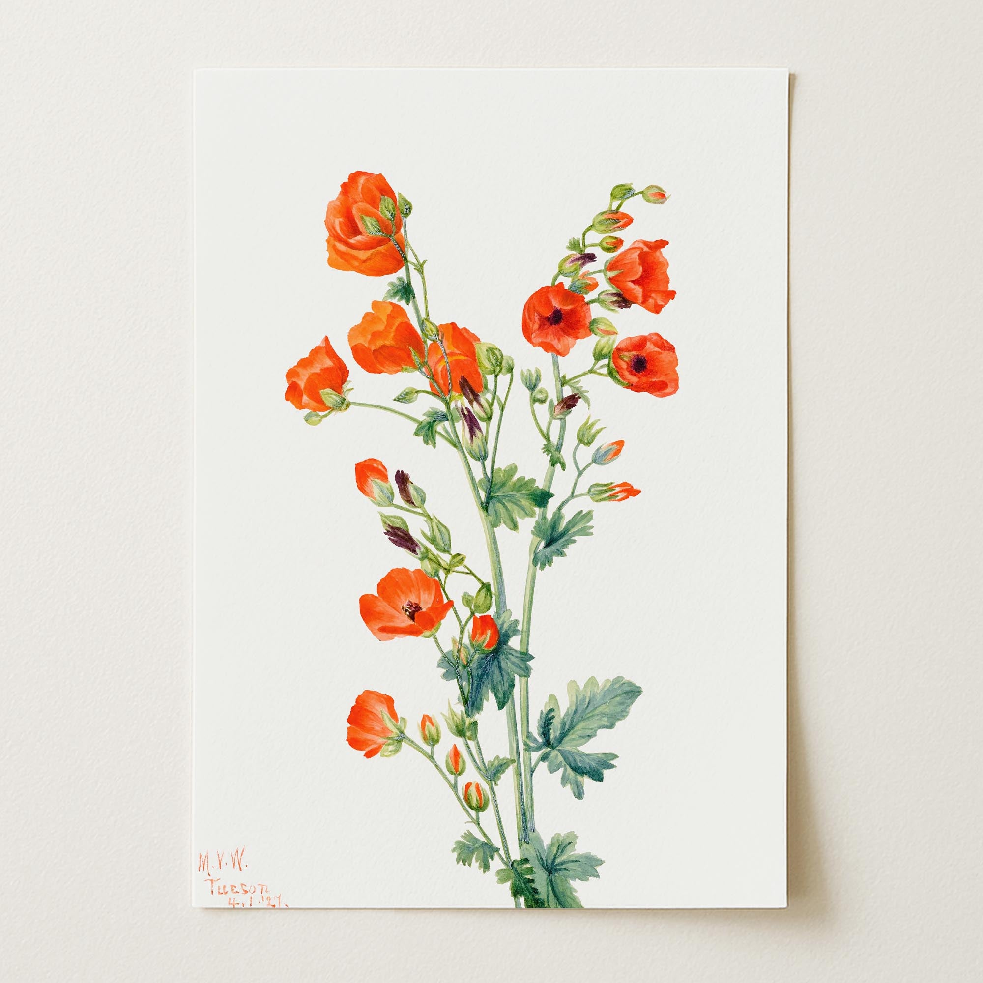 Red Poppy Flower Vintage Botanical Wall Art Print-Skudaboo