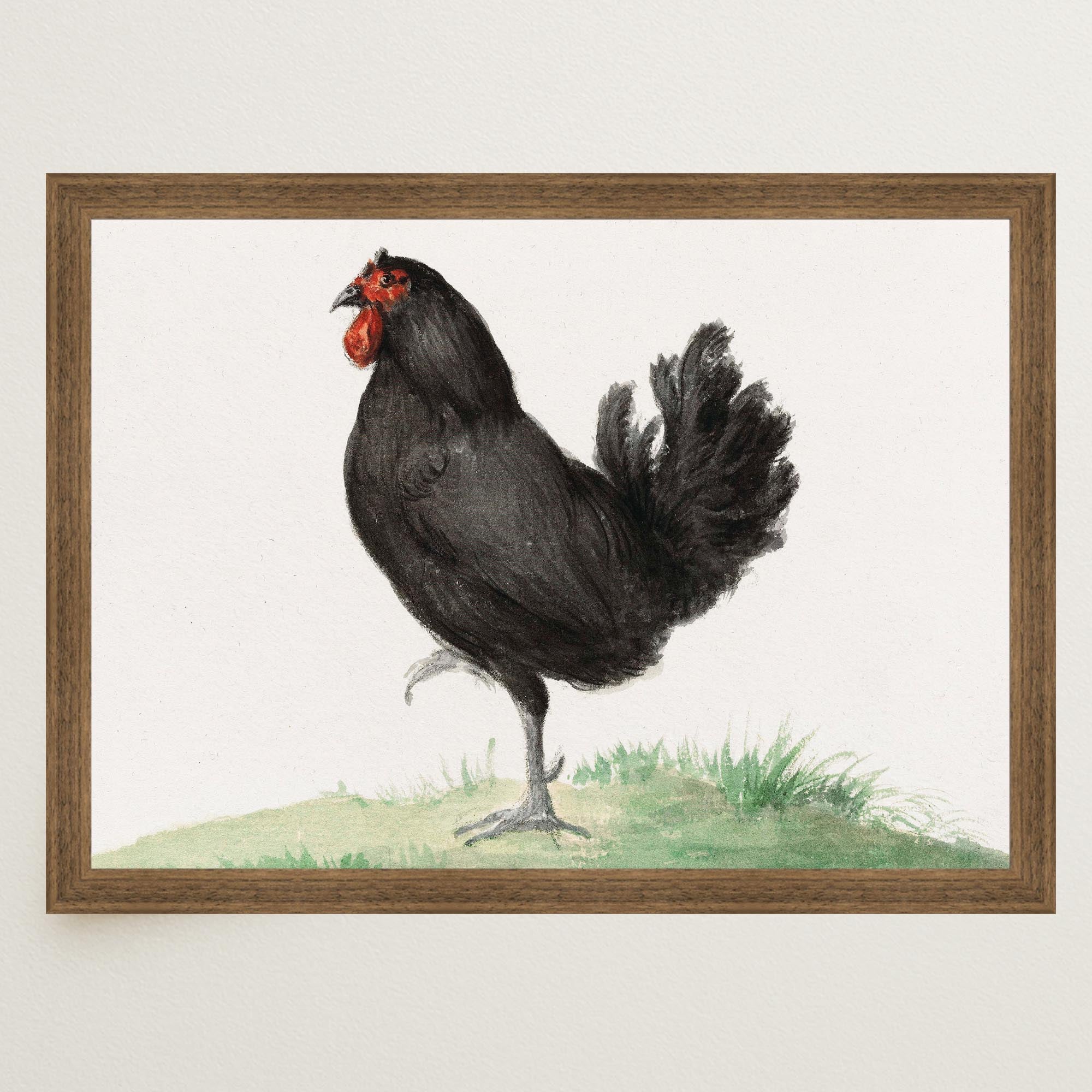 Black Chicken Vintage Bird Illustration Wall Art Print-Skudaboo