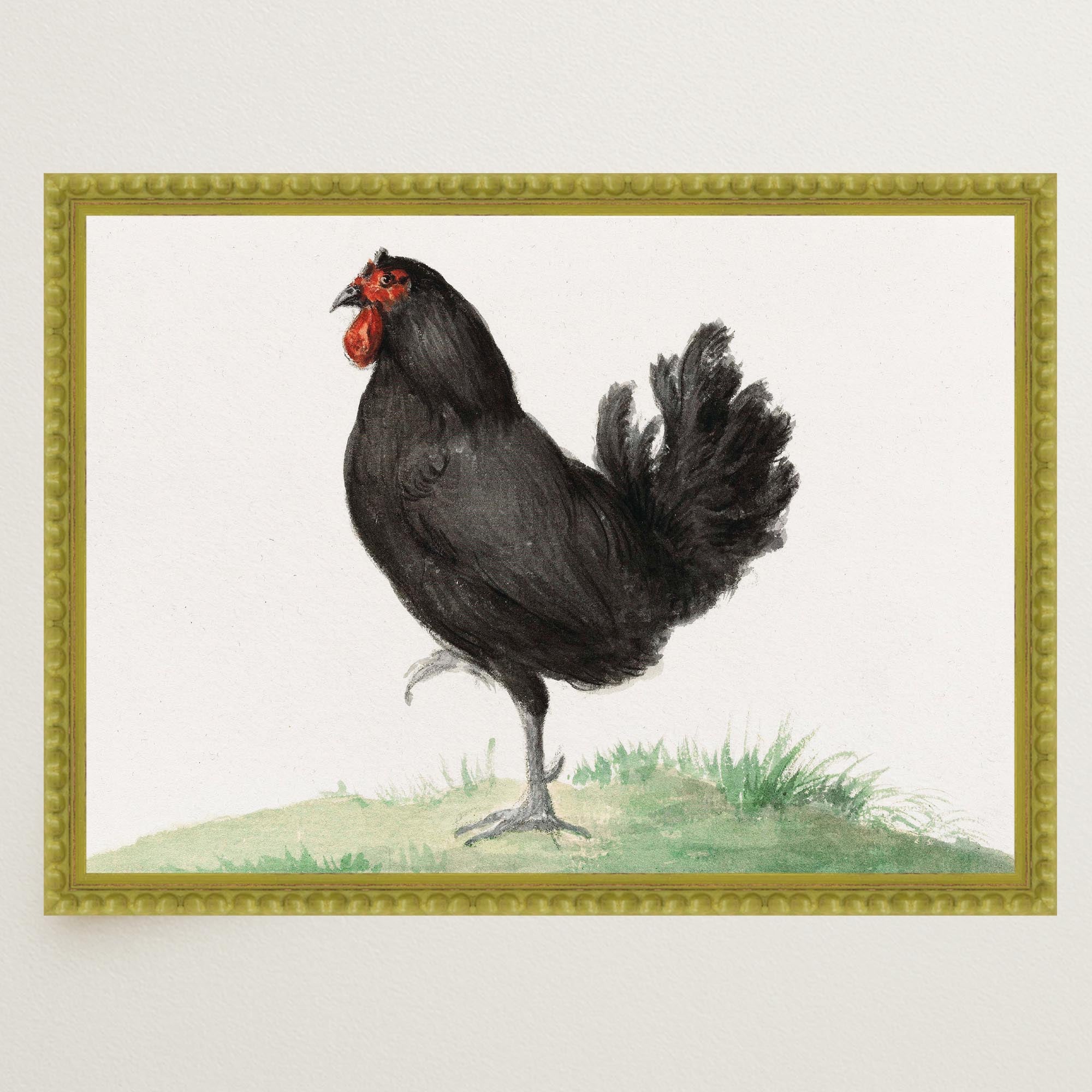Black Chicken Vintage Bird Illustration Wall Art Print-Skudaboo