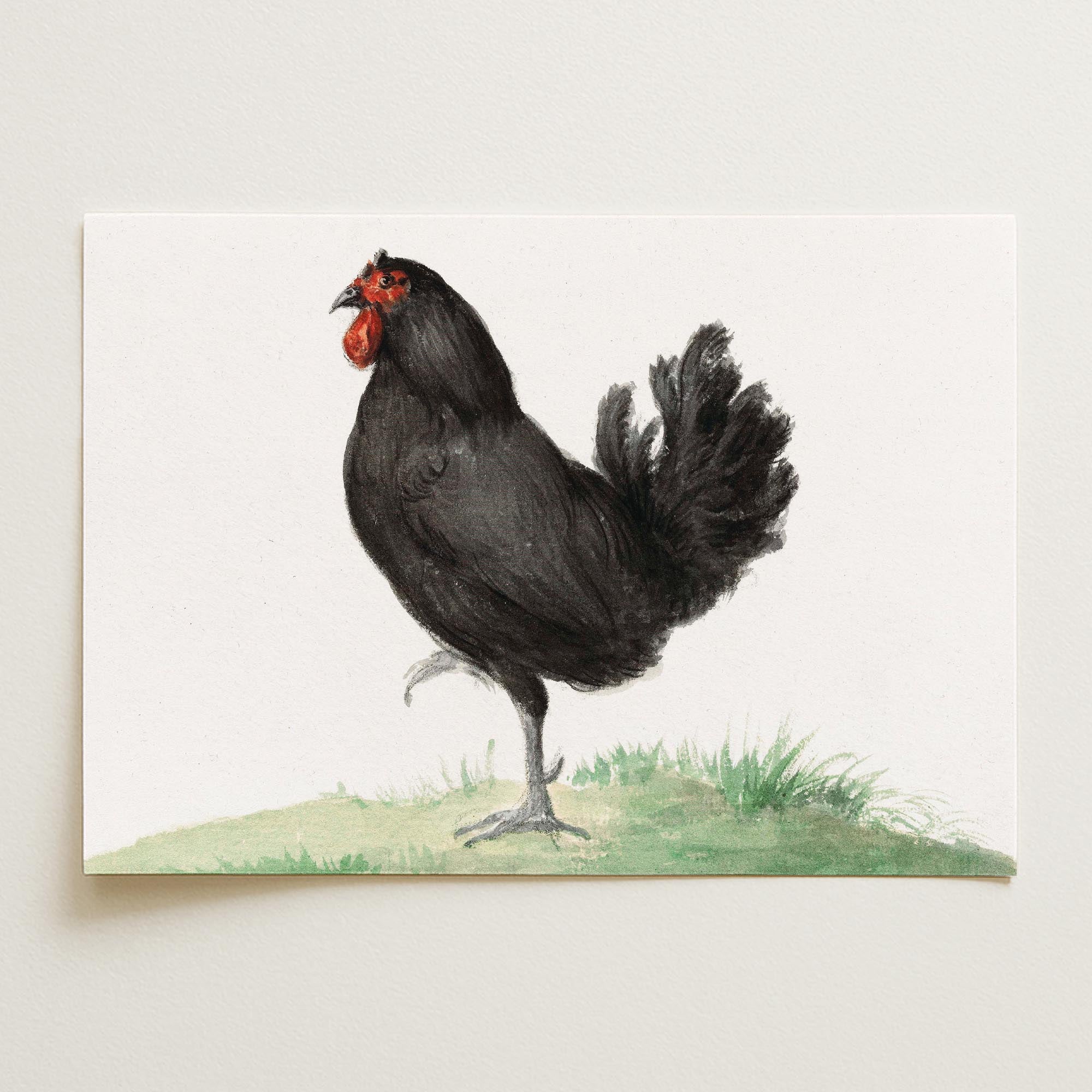 Black Chicken Vintage Bird Illustration Wall Art Print-Skudaboo
