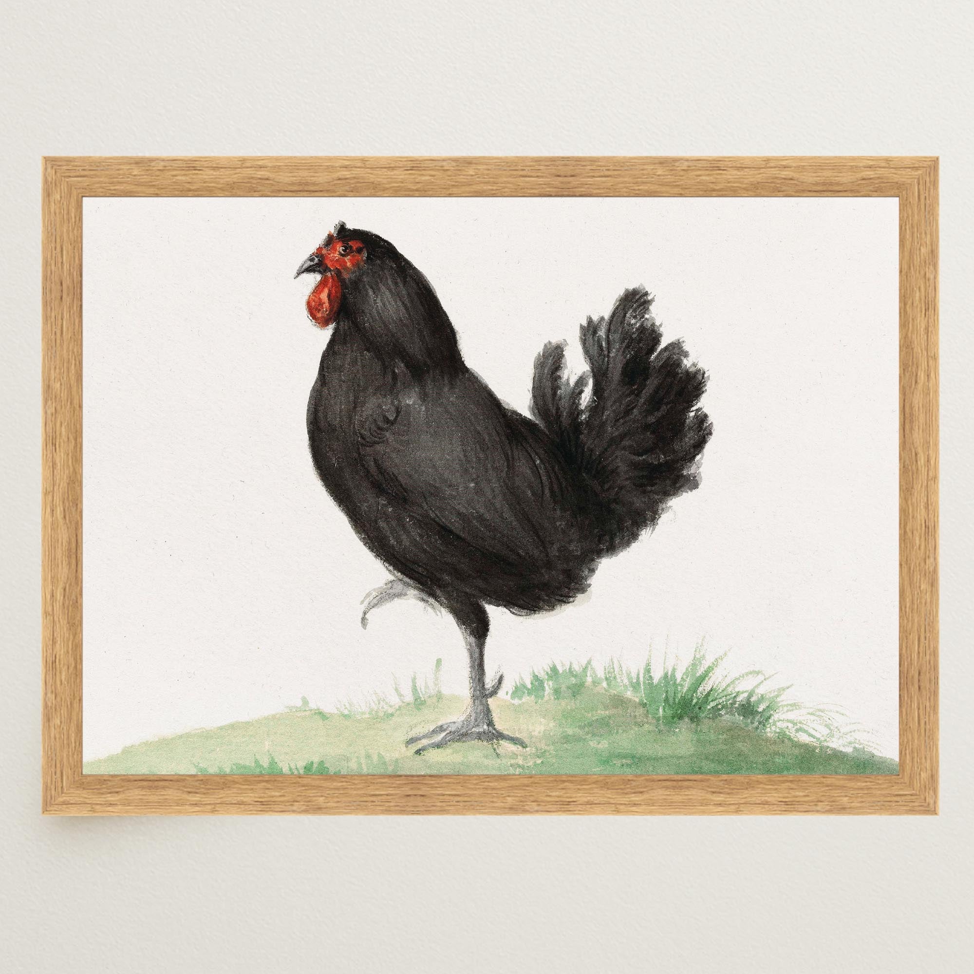 Black Chicken Vintage Bird Illustration Wall Art Print-Skudaboo
