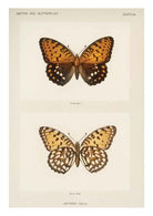Butterfly & Moth Vintage Art Print-Skudaboo